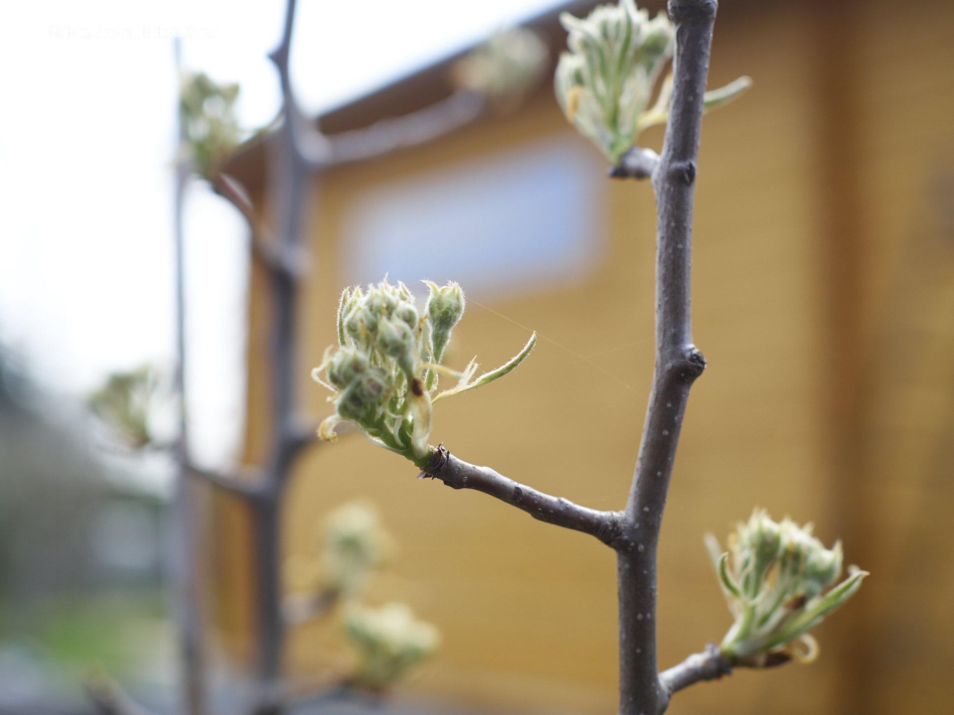 ..der ganz junge gepflanzte Birnenbaum gibt auch alles..