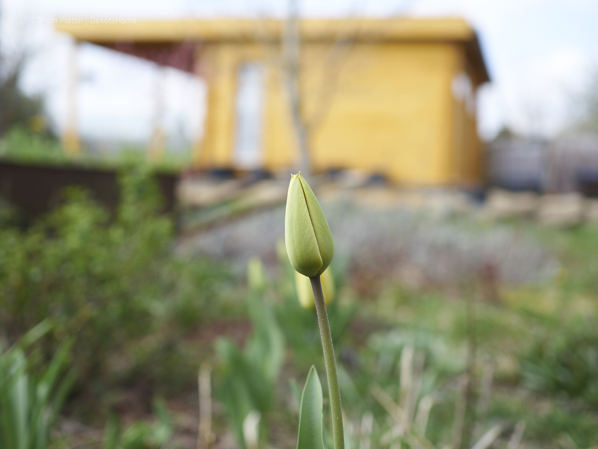 überall Tulpen..warum auch immer..aber ihr seht wir könn auch Blumen..haha