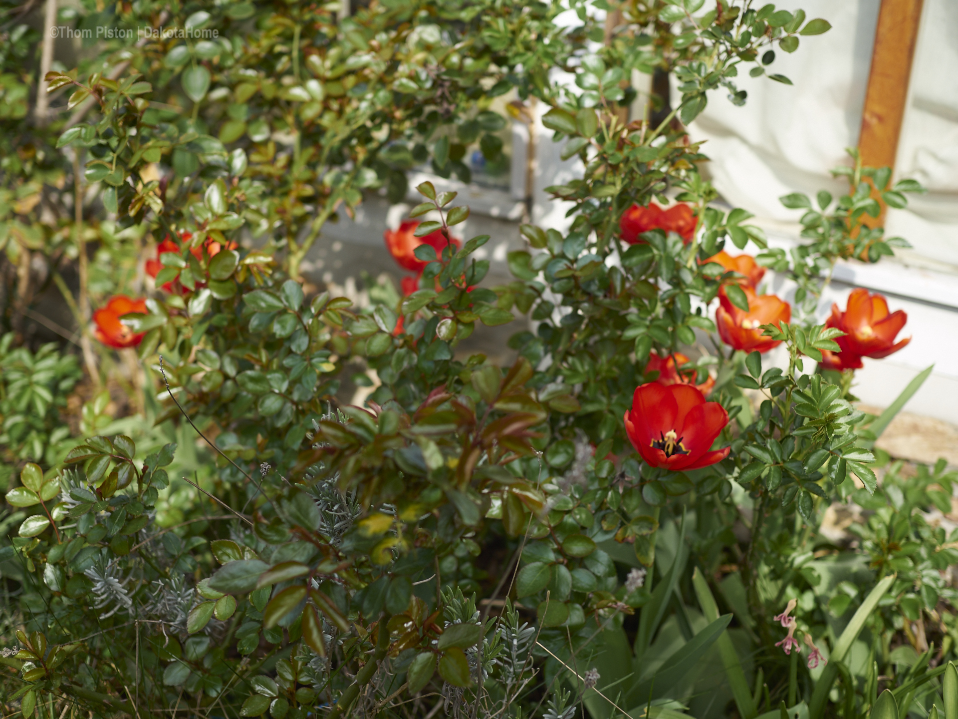 überall Tulpen..warum auch immer..aber ihr seht wir könn auch Blumen..haha