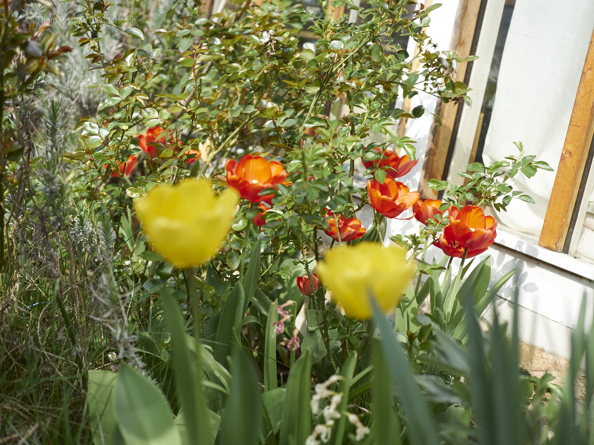 überall Tulpen..warum auch immer..aber ihr seht wir könn auch Blumen..haha