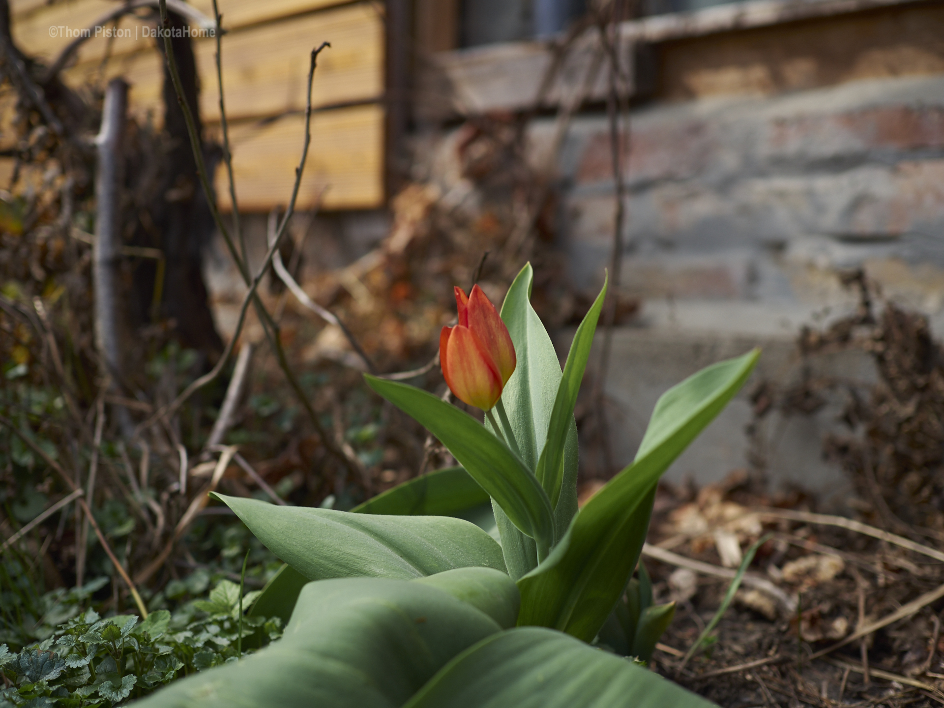 überall Tulpen..warum auch immer..aber ihr seht wir könn auch Blumen..haha