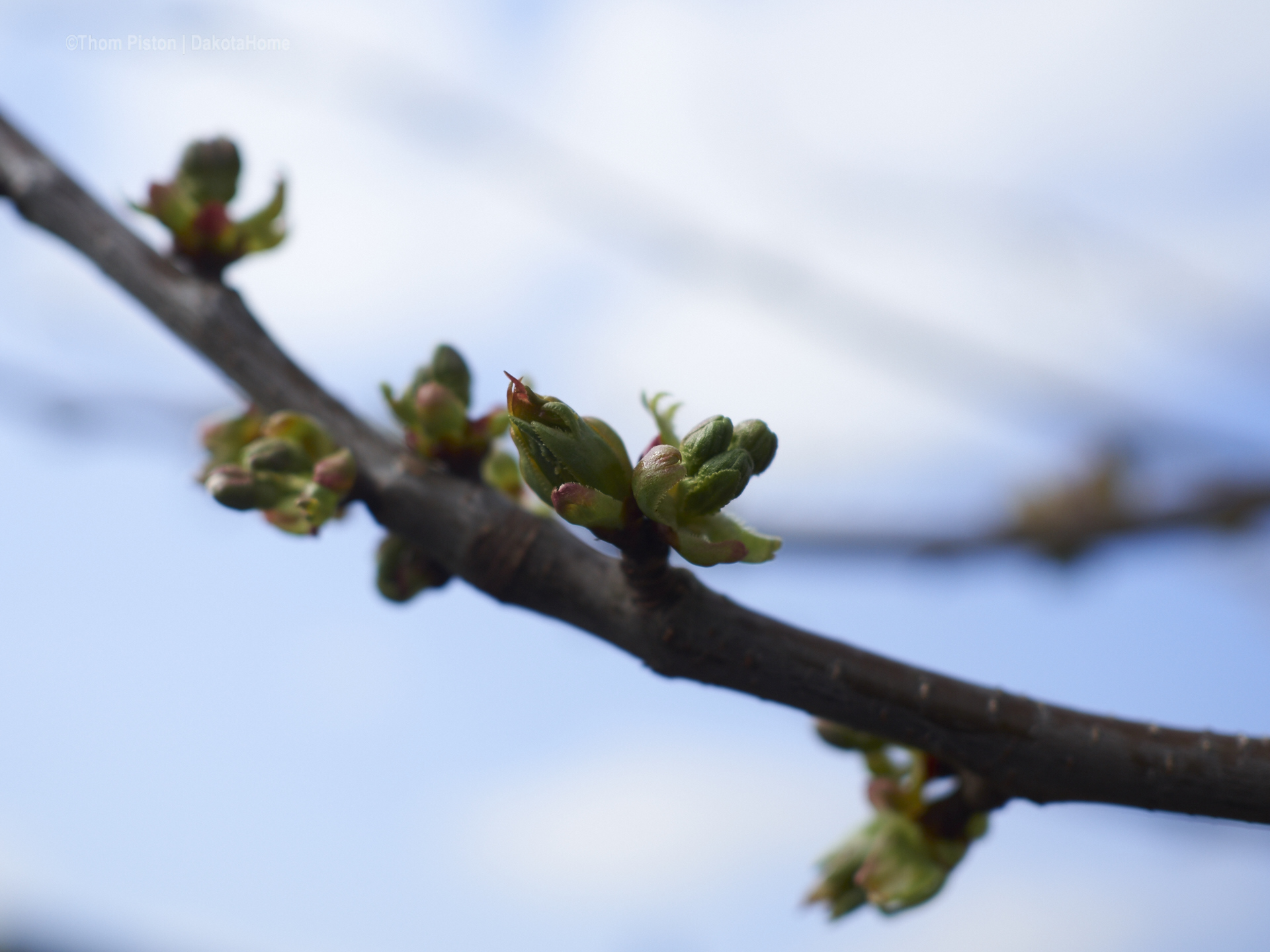 ...unsere Kirschbäume stehn auch voll in blüte