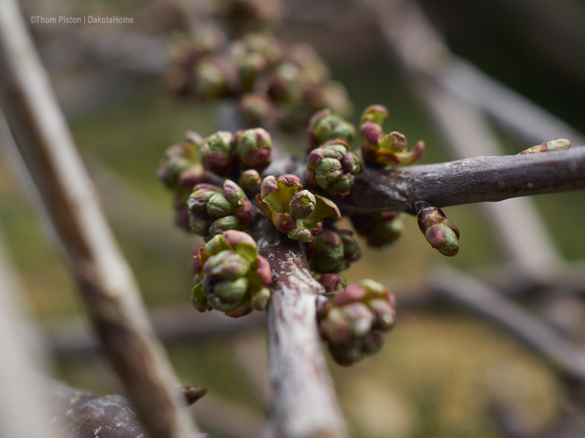 ...unsere Kirschbäume stehn auch voll in blüte