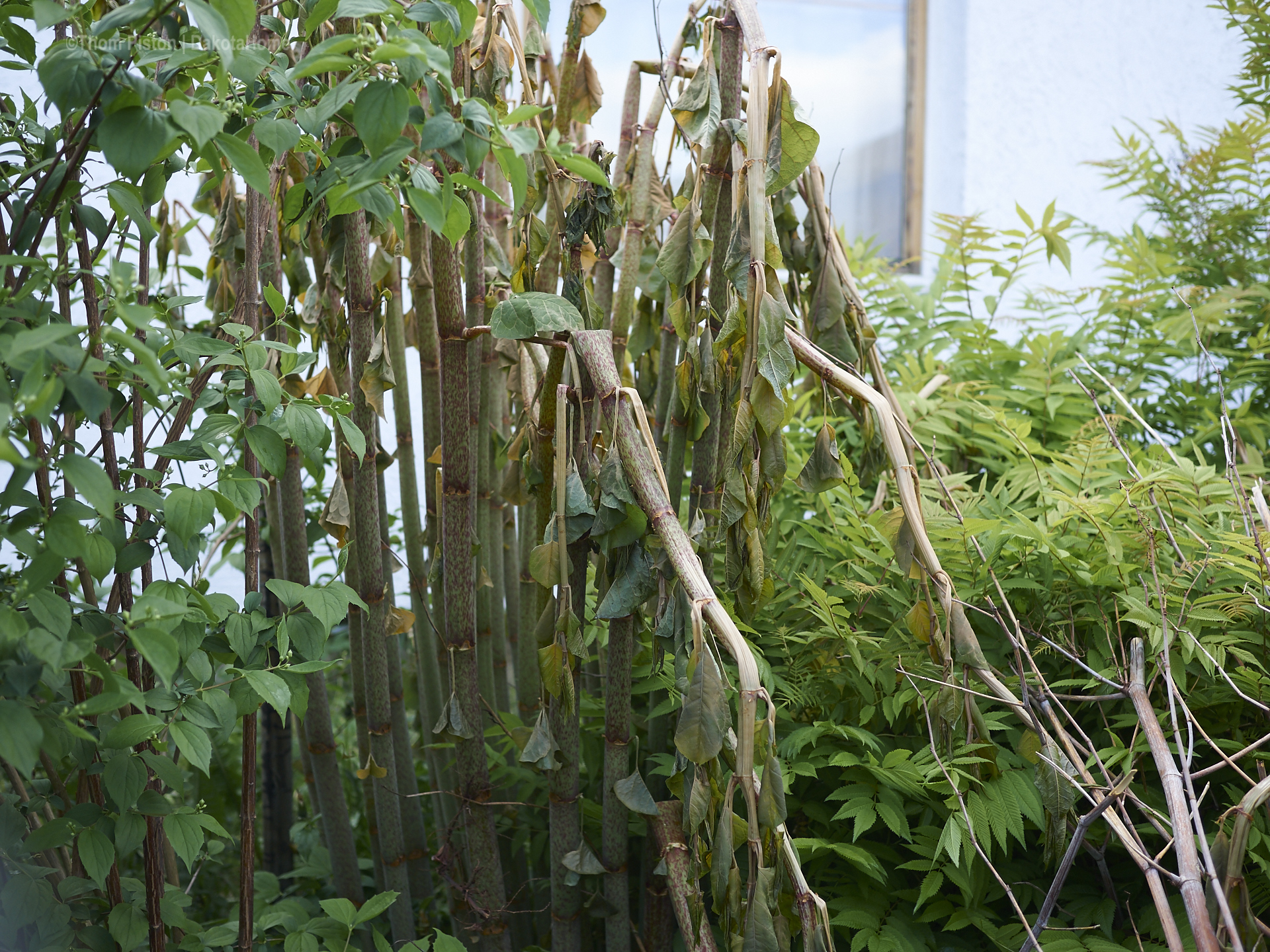 auch Blumensträucher fanden die Kälte scheisse