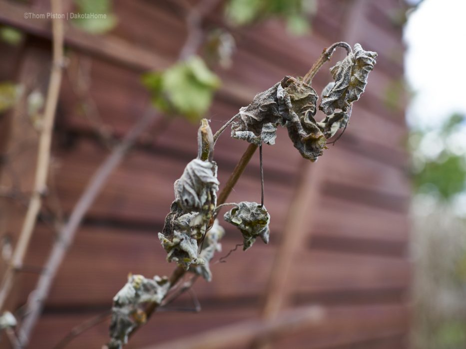 ..unser Wein fiel den Eisheiligen anfang Mai 2019 auch zum Opfer..