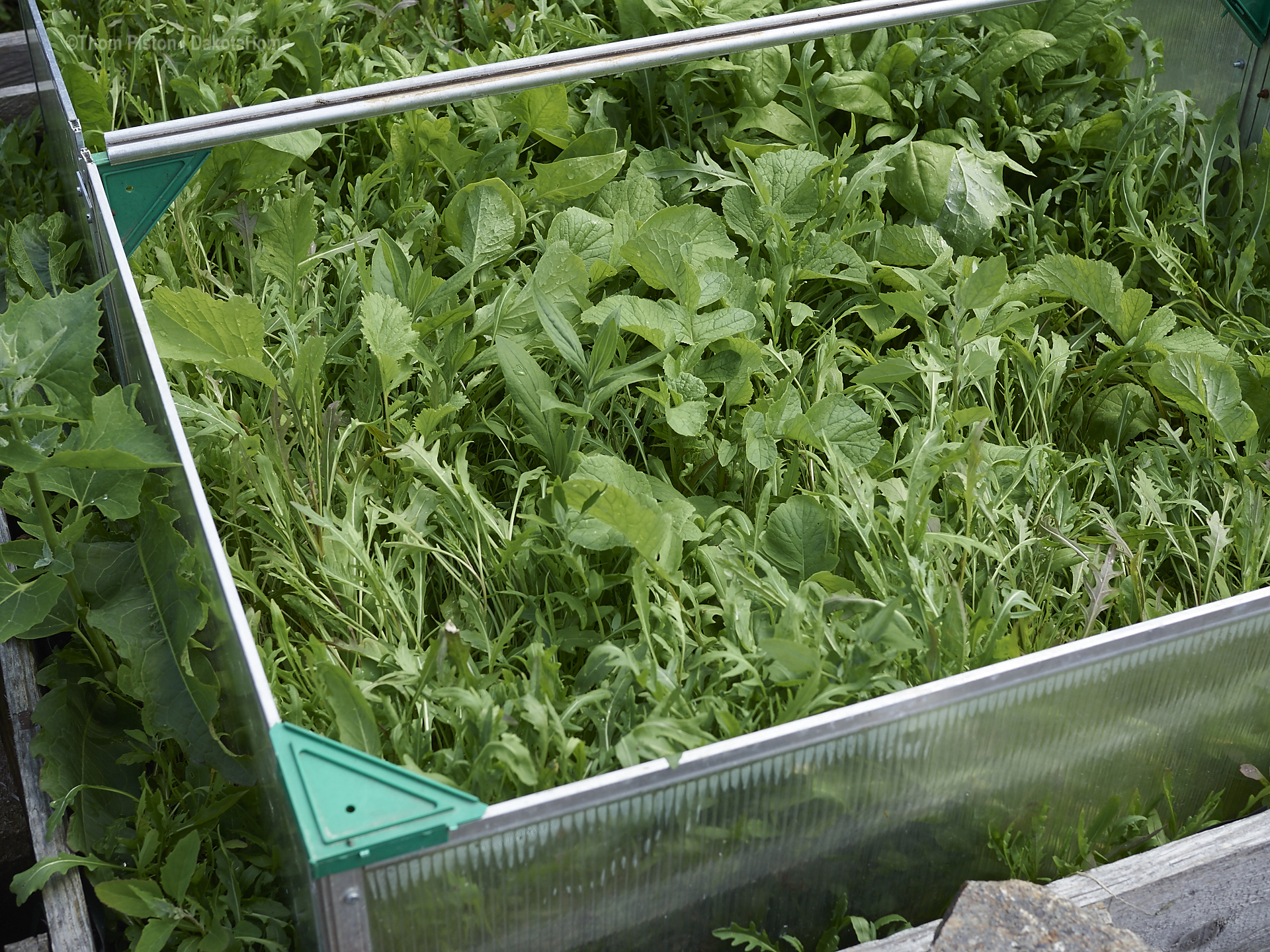 Rucola und Radieschen erfreuen uns in massen schon seid Wochen..