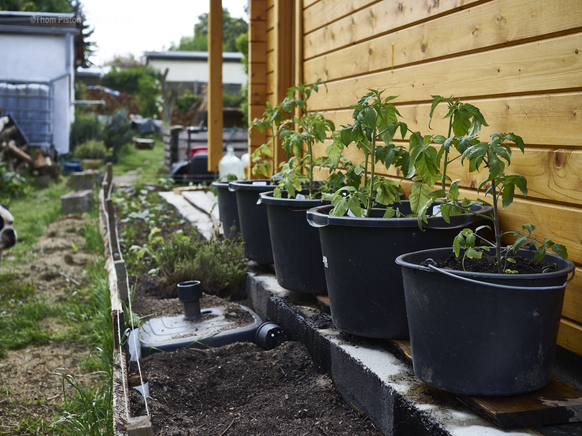 Tomaten..is unser Ding irgendwie..