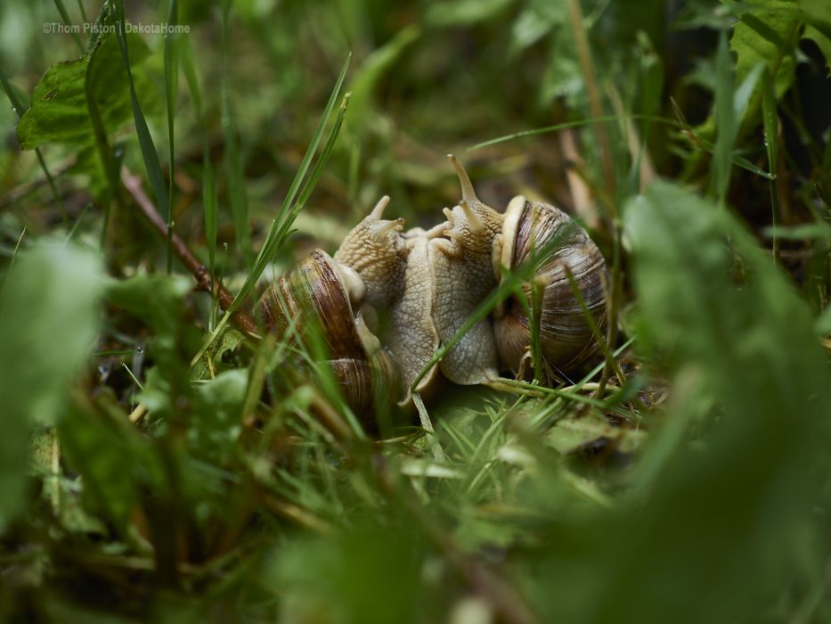 weinbergschnecken beim sex