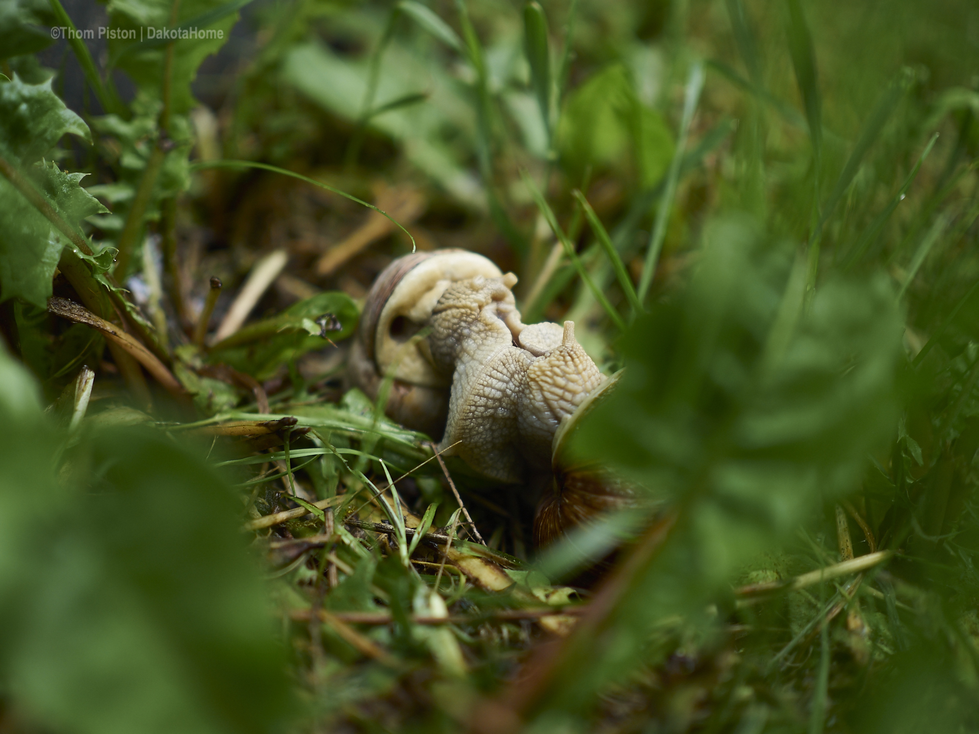 schneckensex in brandenburg