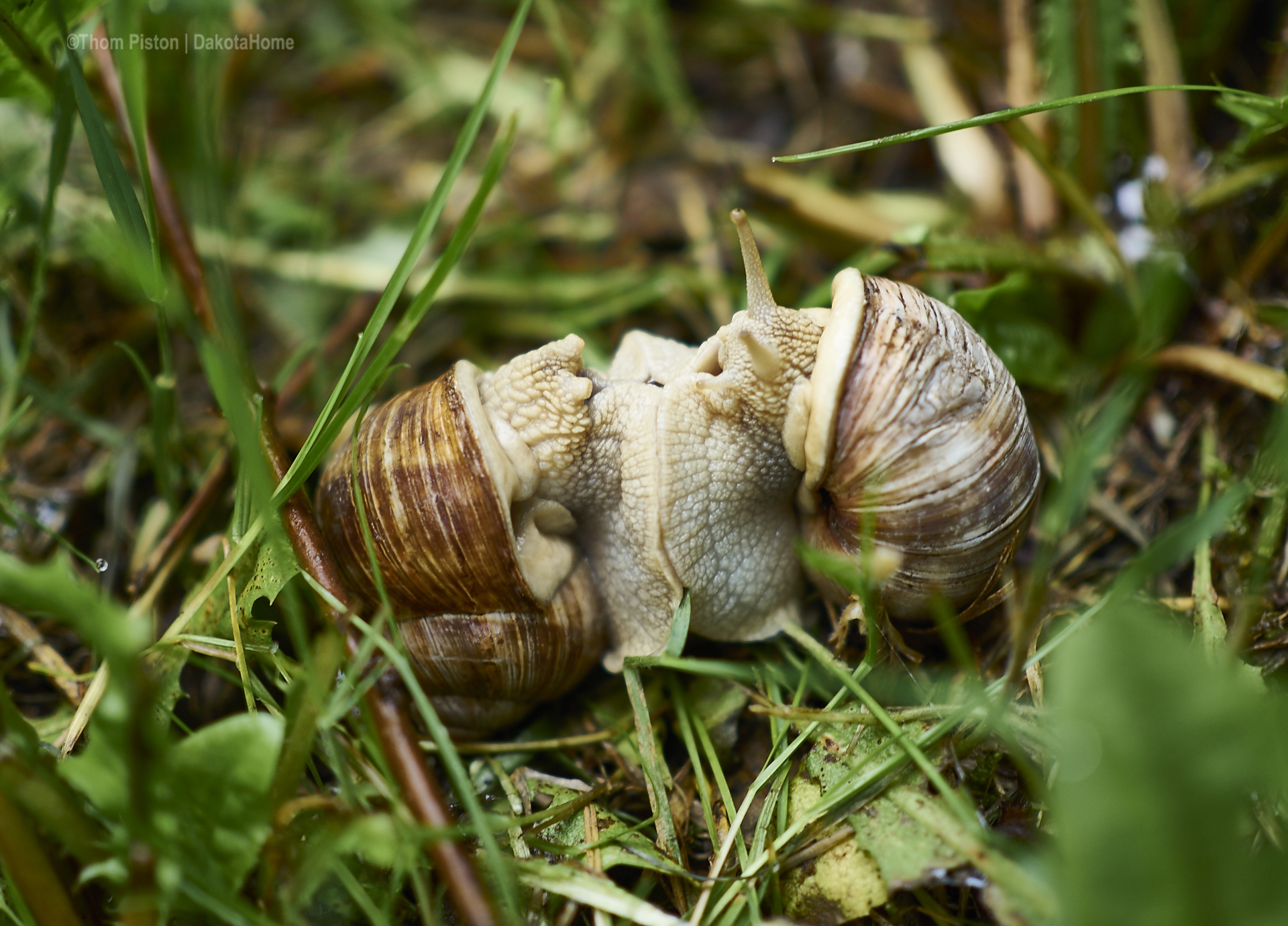 weinbergschnecken beim sex