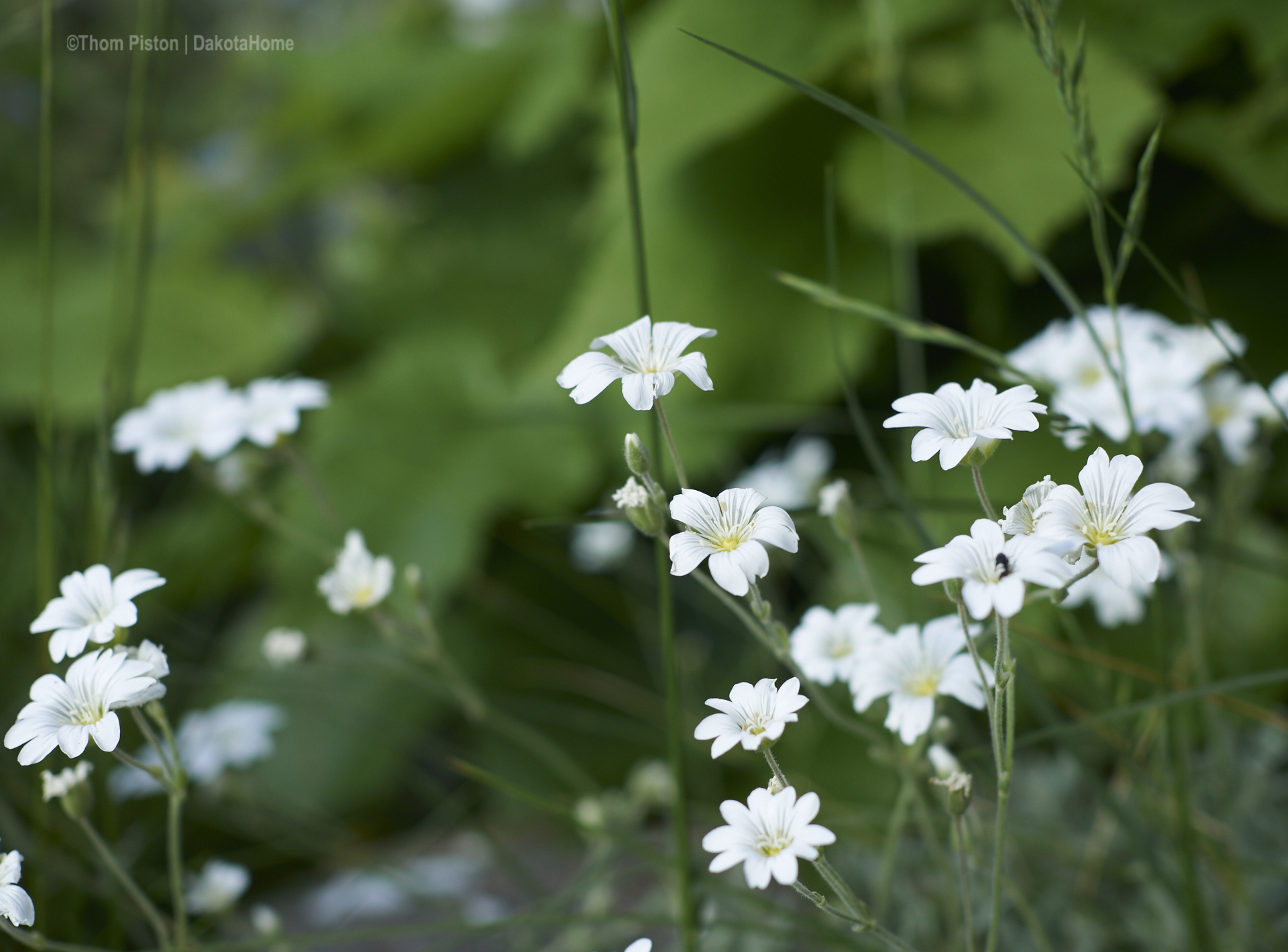 Blumen lieben uns seid neustem auch..