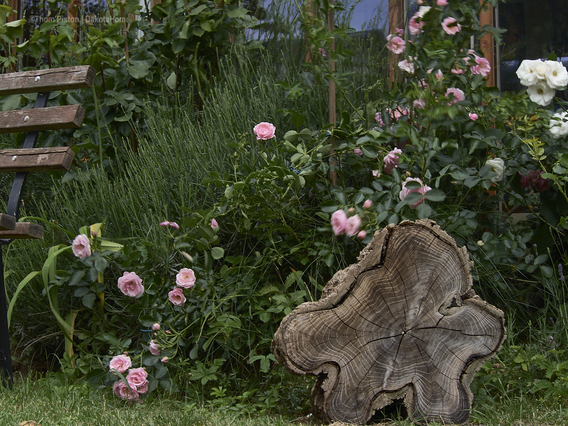 Dakota Home - unsere geliebten Rosen geben alles..