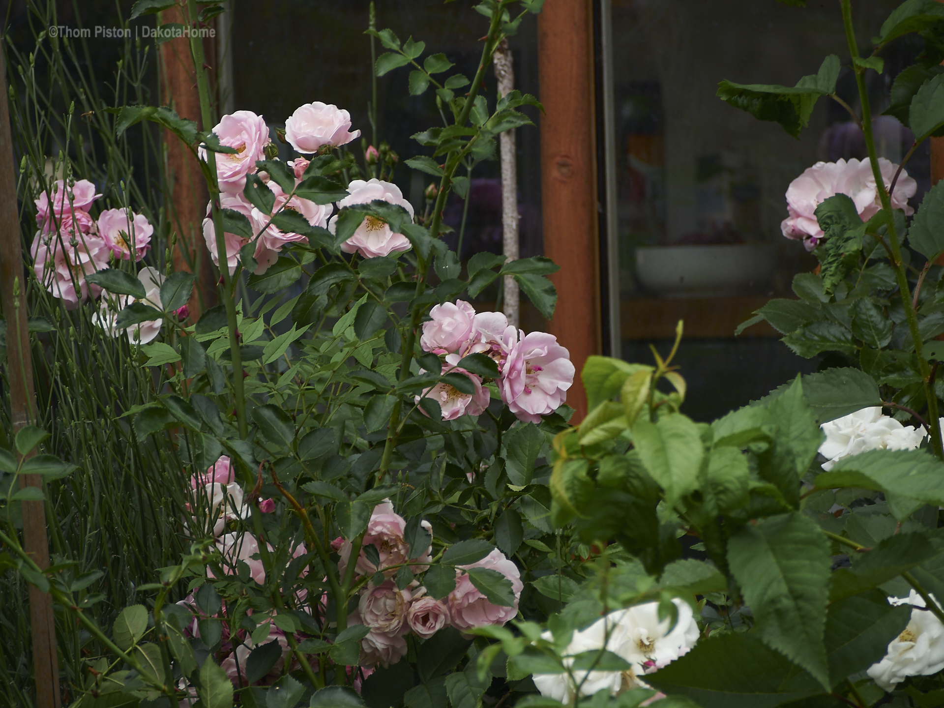 unsere geliebten Rosen geben alles..