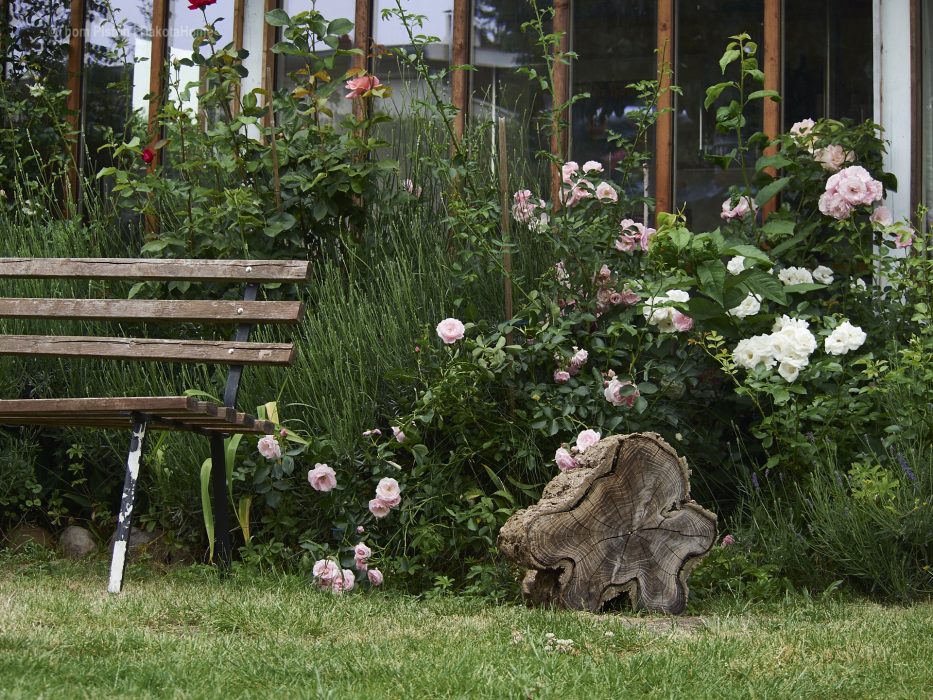 Dakota Home - zur Zeit eher n Rosengarten