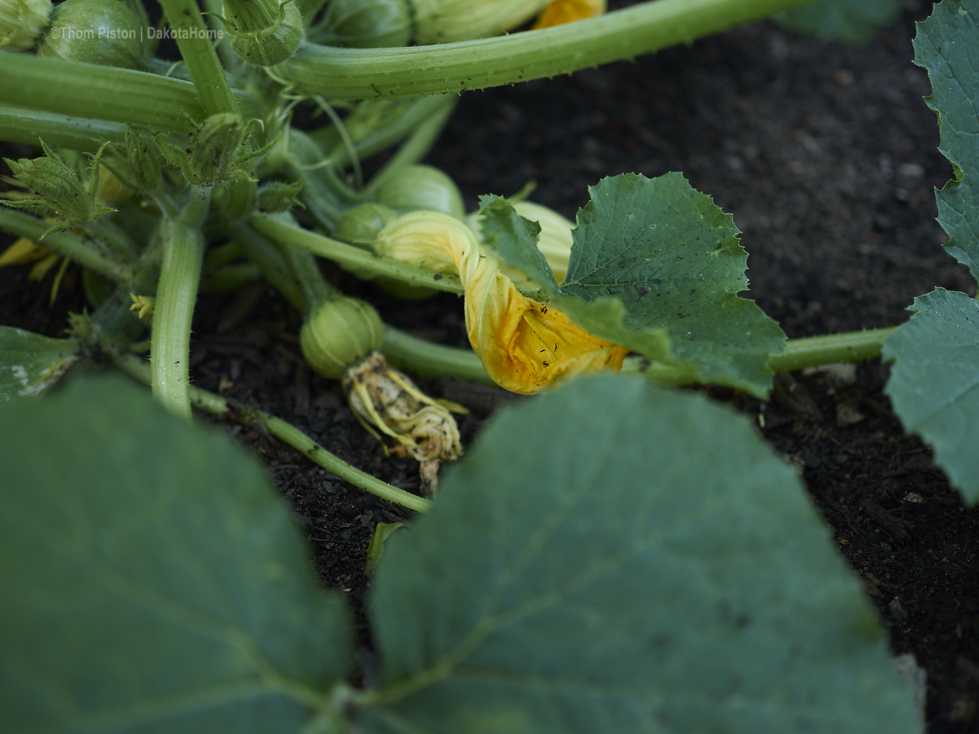 unser Zuccini sucht nach männlichem beistand..