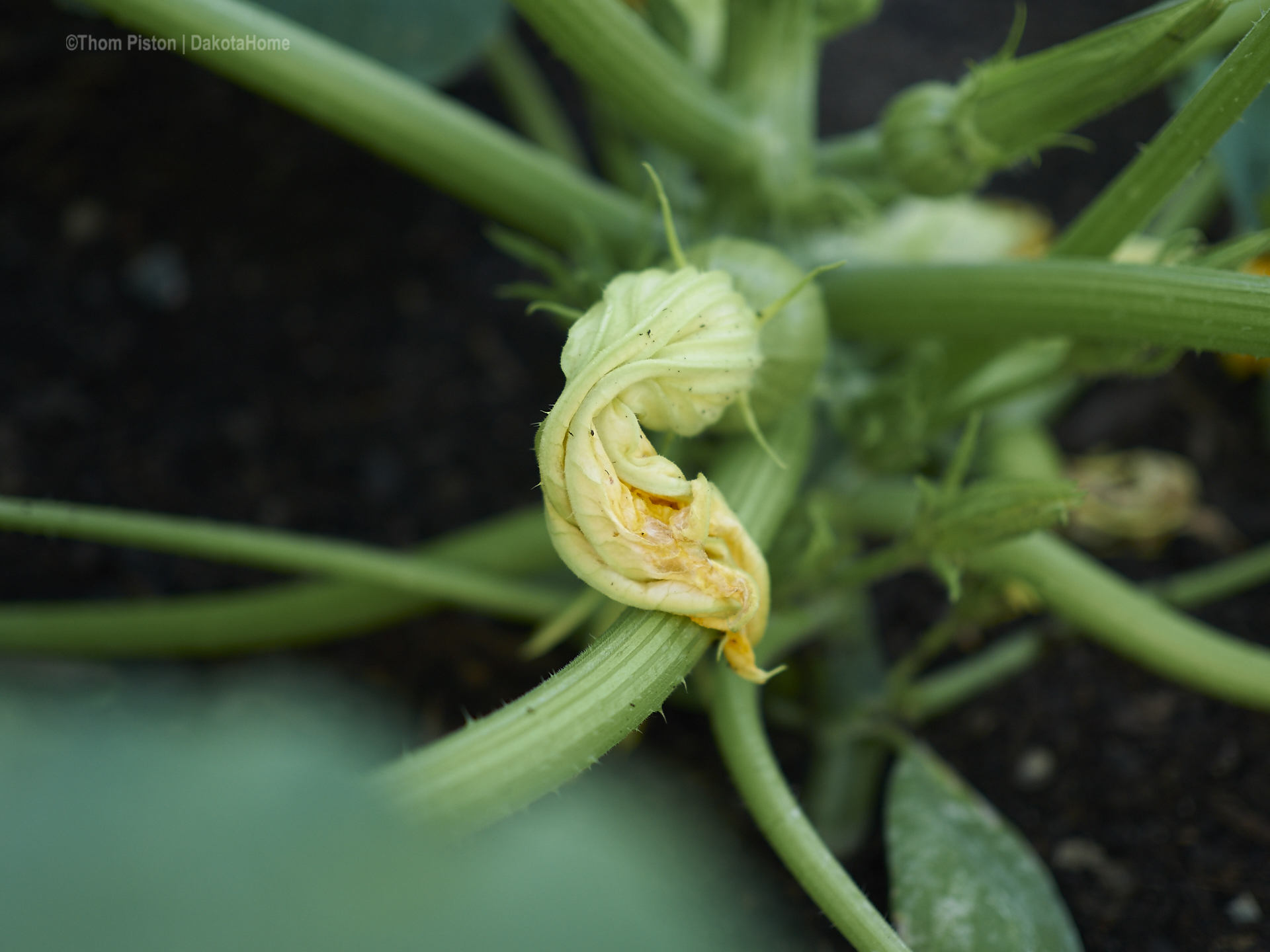 unser Zuccini sucht nach männlichem beistand..