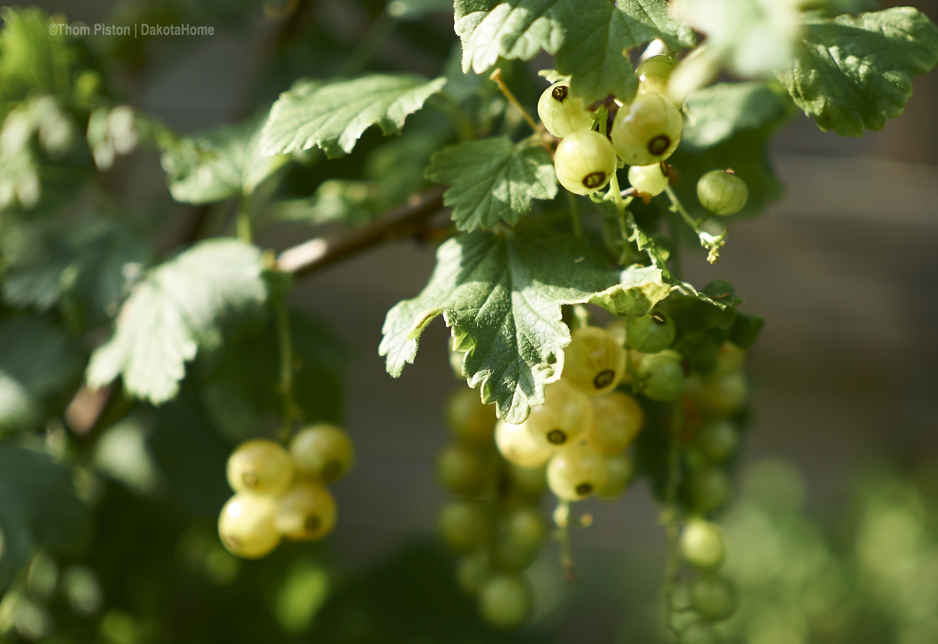 gelbe Johannisbeeren..glaub ich..