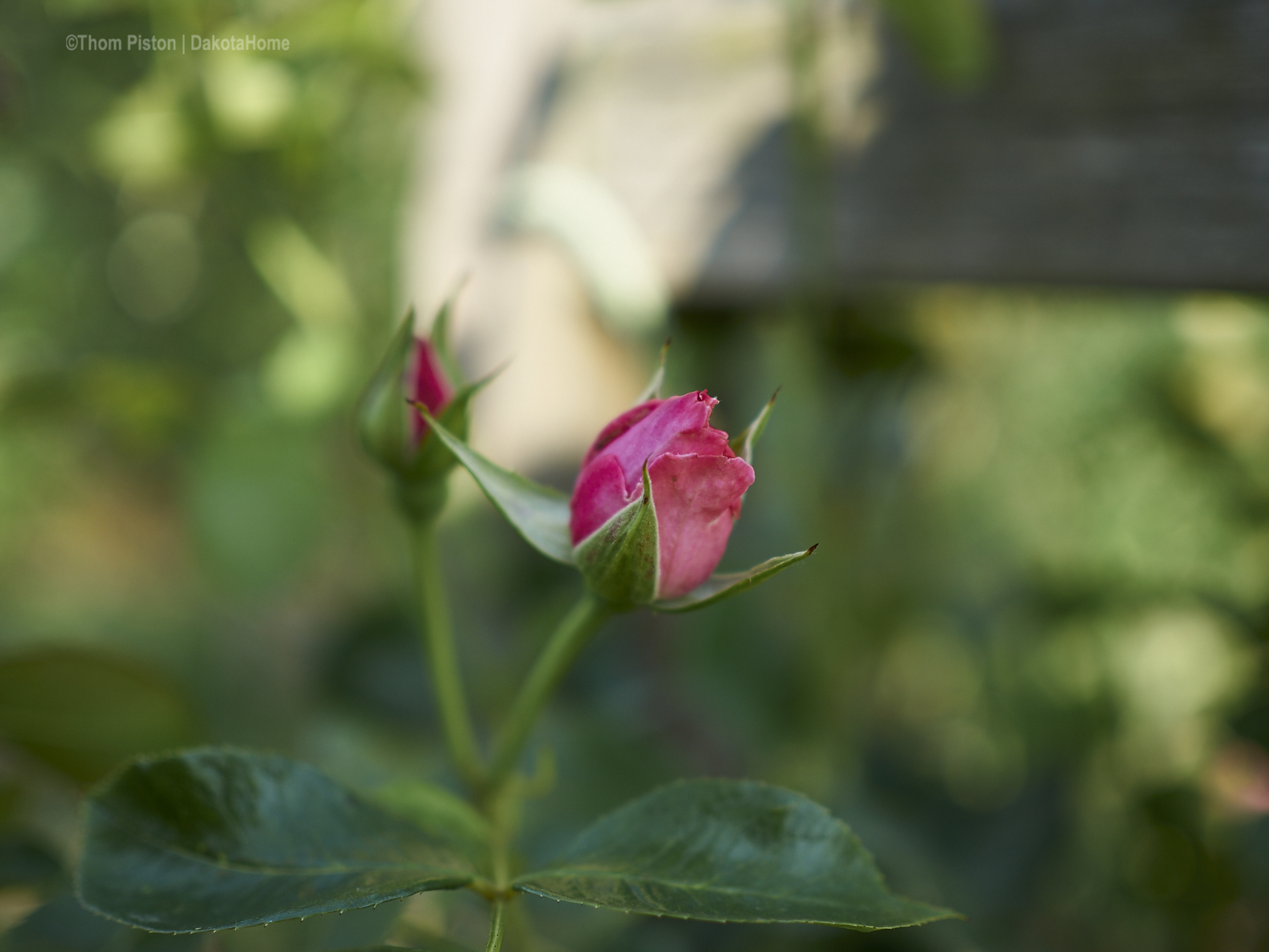 ..Rosen bei der Ponderosa