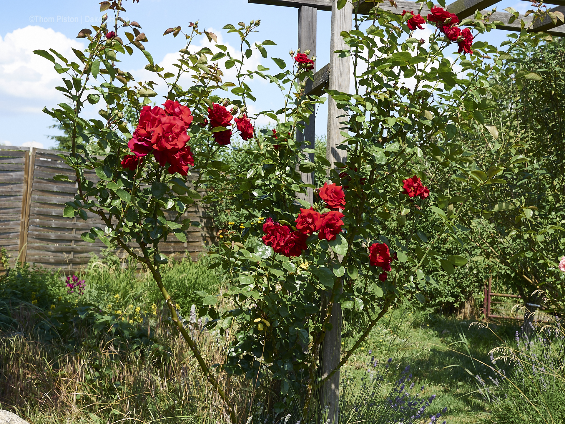 es scheinen die selben Rosen wie am Dakota Home an der Ponderosa zu wachsen..das tiefdunkle Rot der Rosen ist unglaublich schön