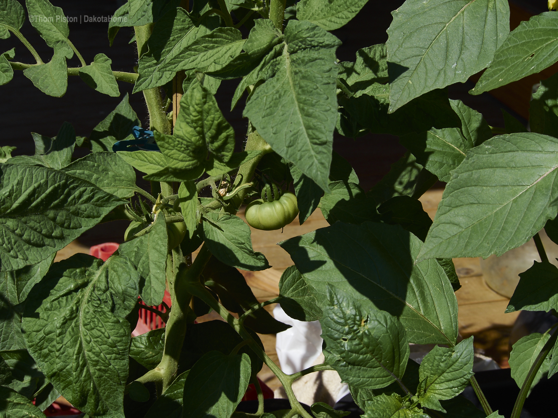 etwas spät dieses Jahr, unsere Tomaten geben sich die Ehre..yeahh