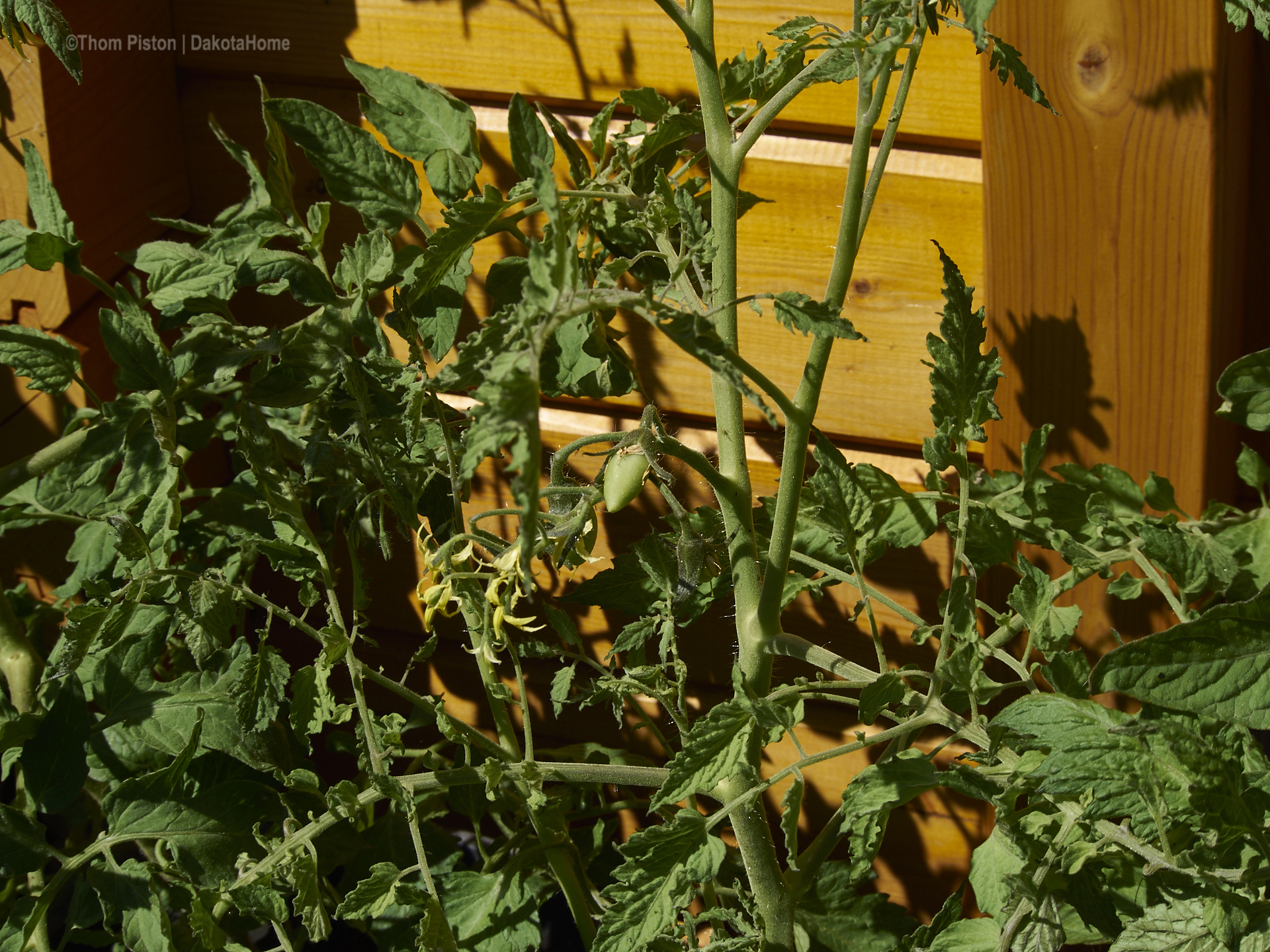 etwas spät dieses Jahr, unsere Tomaten geben sich die Ehre..yeahh