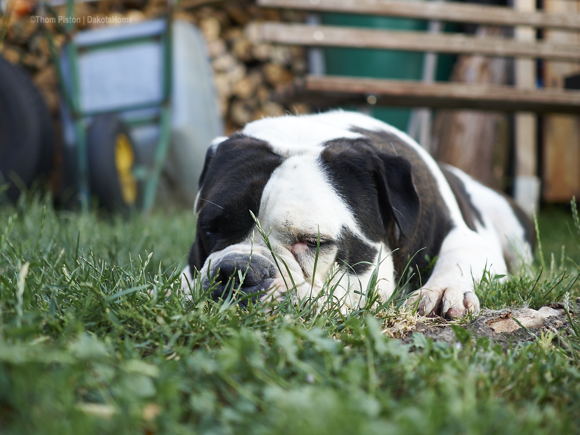 Abends im Schatten...etwas schnarchen..diese Temperaturen sind für die Bulldogge einfach der Hass