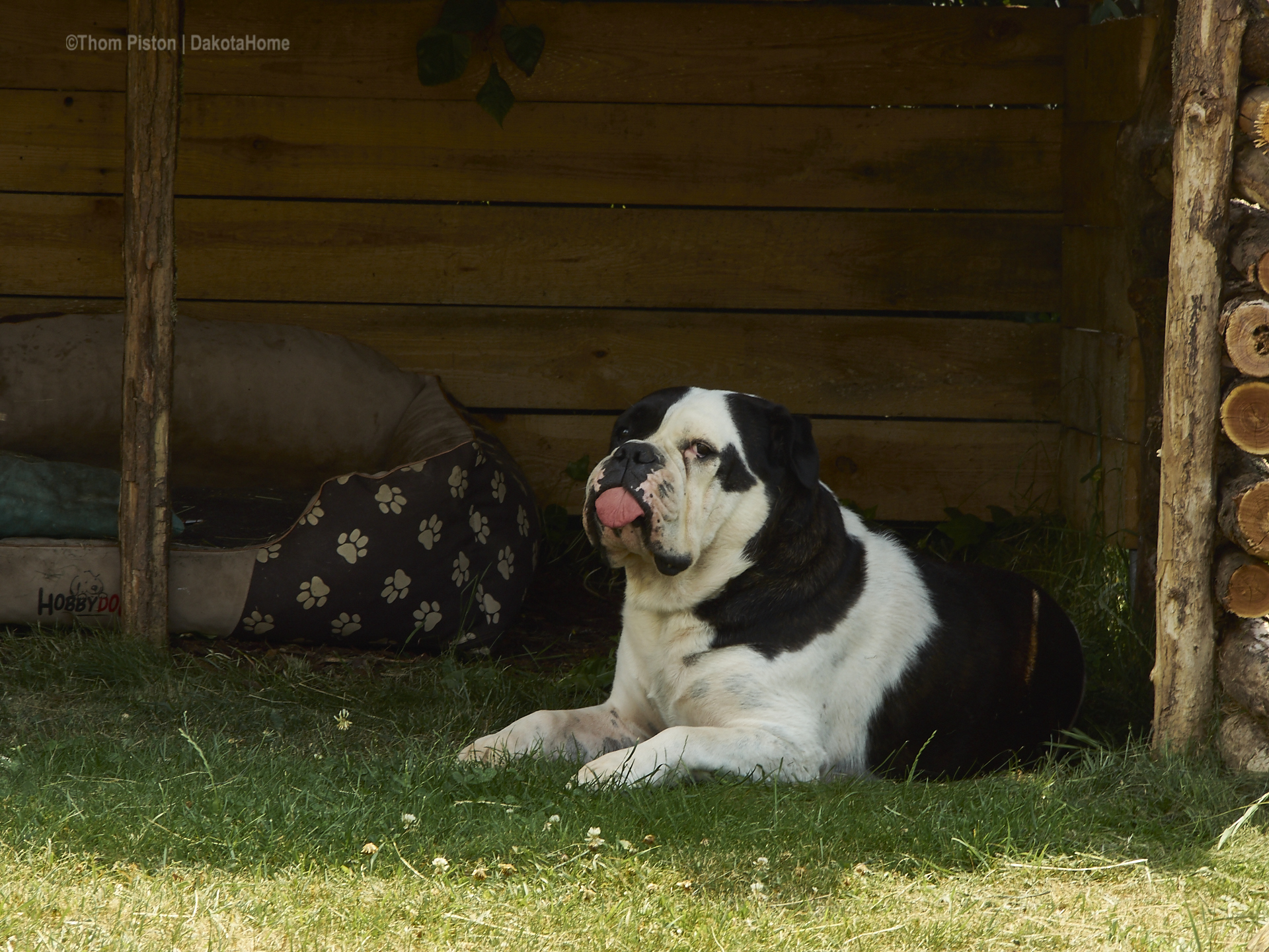 In den Morgenstunden oder am Abend verbrigt Alwin die Bulldogge gerne Zeit in seiner Hundehütte..dazu später mal mehr..