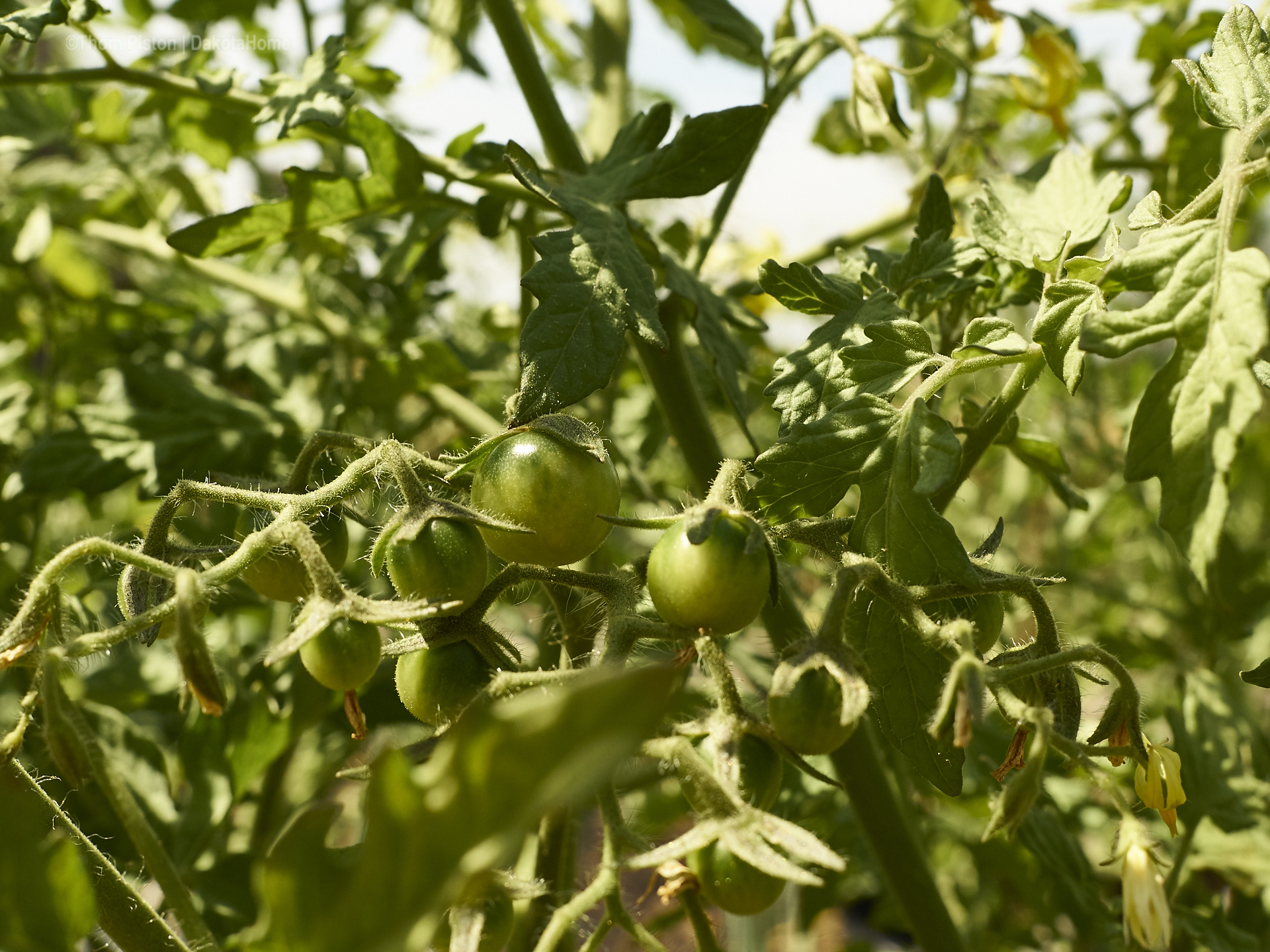 orangene Cocktailtomate ausm Supermarkt, im Aussenbeet ohne Dach