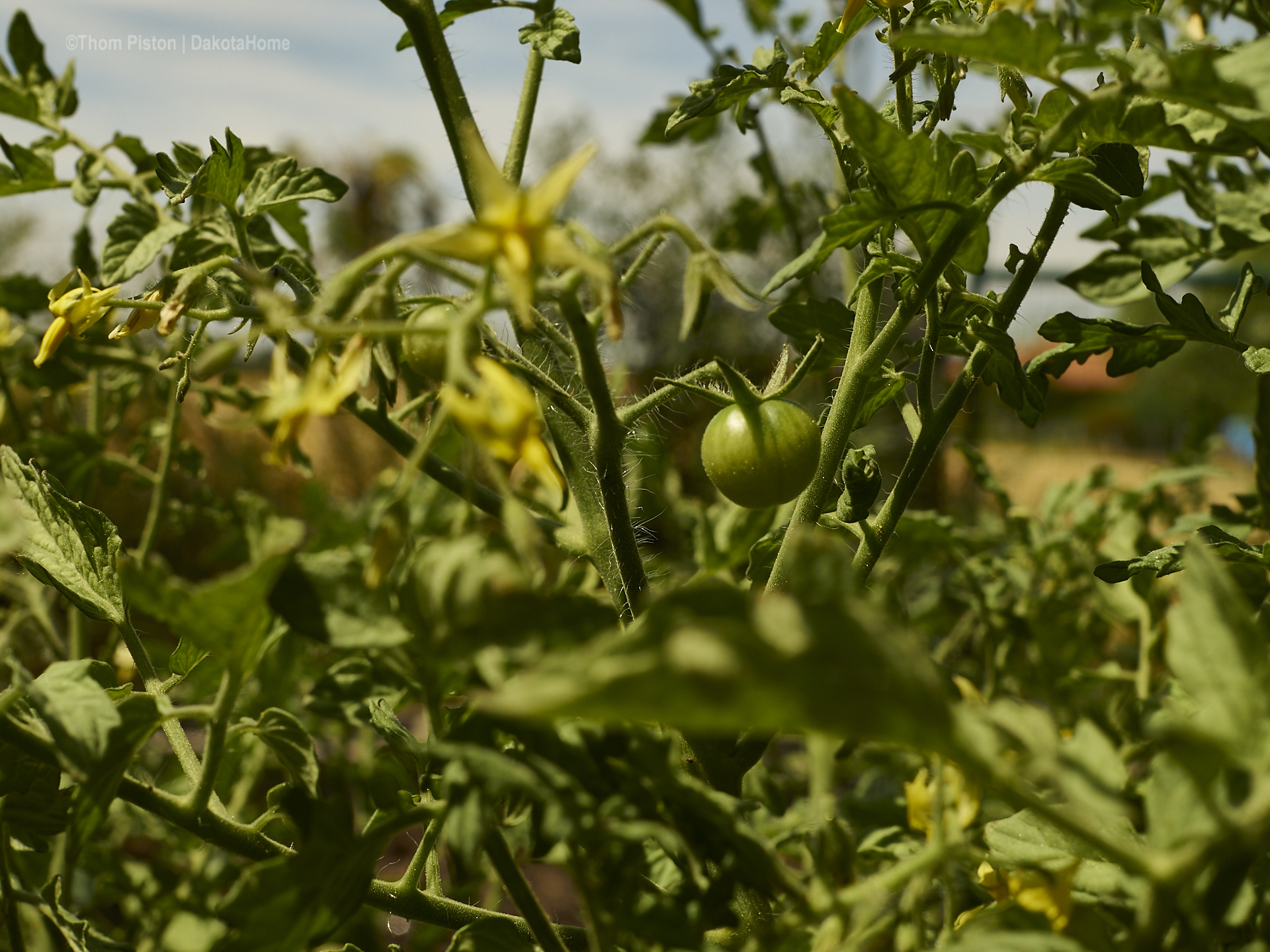 orangene Cocktailtomate ausm Supermarkt, im Aussenbeet ohne Dach