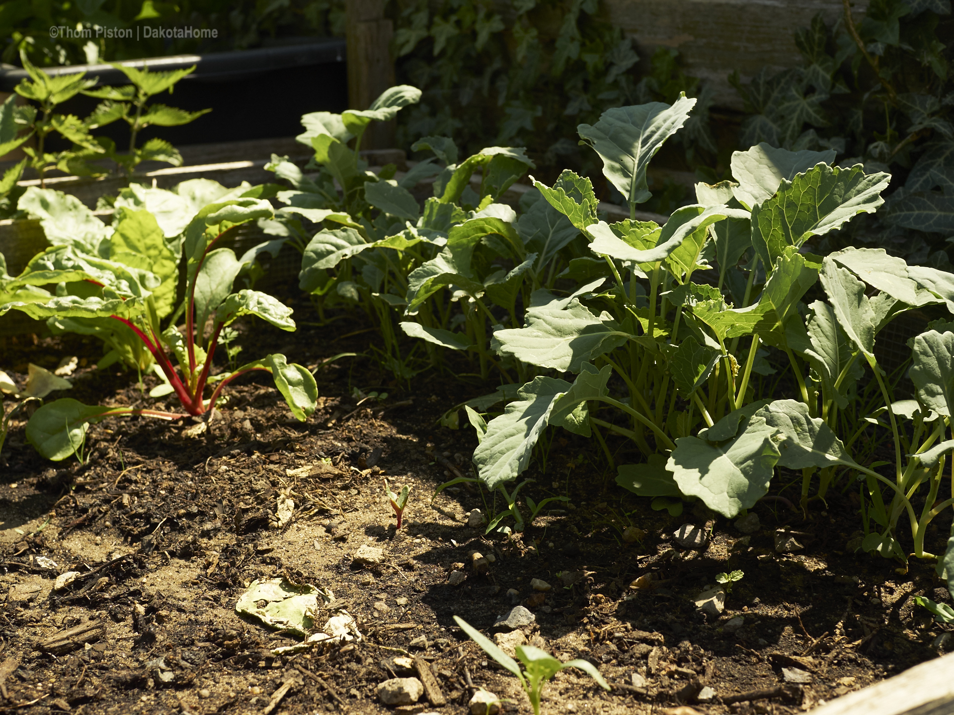 Mangold und Broccoli im Hochbeet