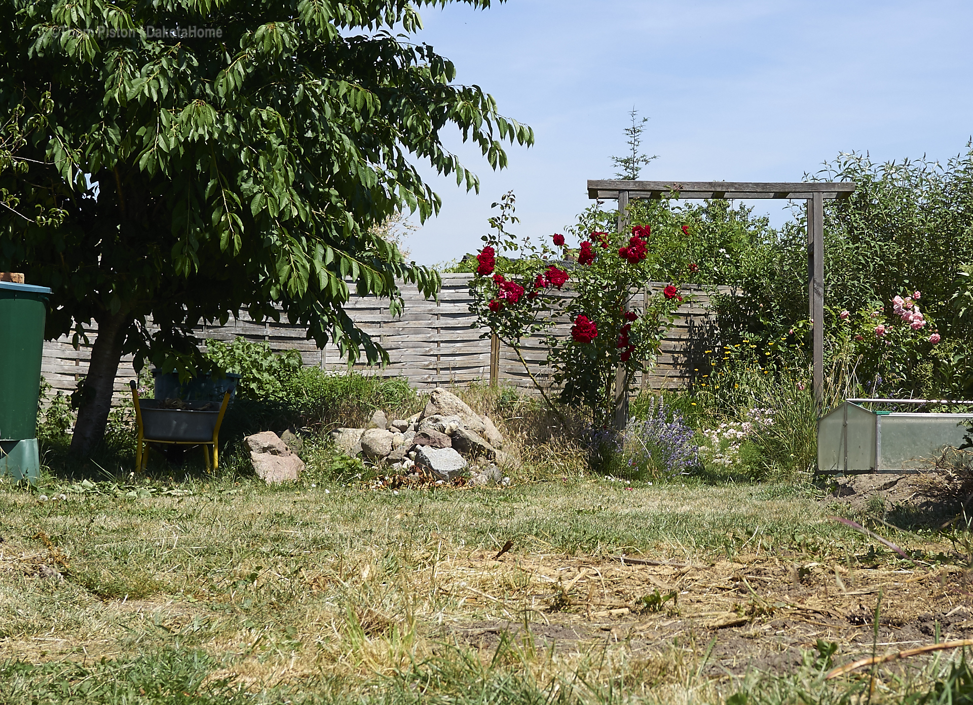 ...die Rosen an der Ponderosa..ein Traum