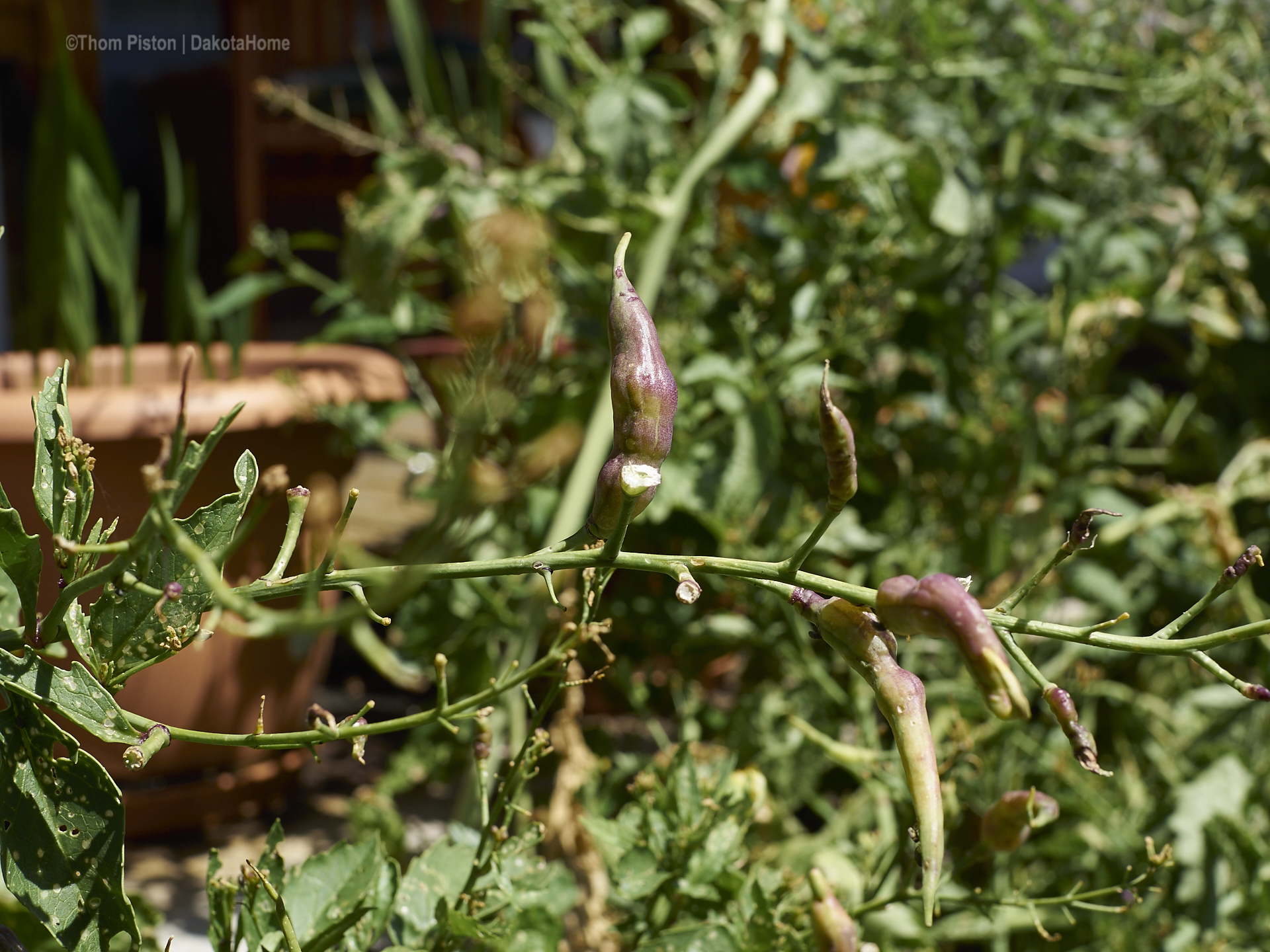 Schotenrettich im Beet an der Ponderosa