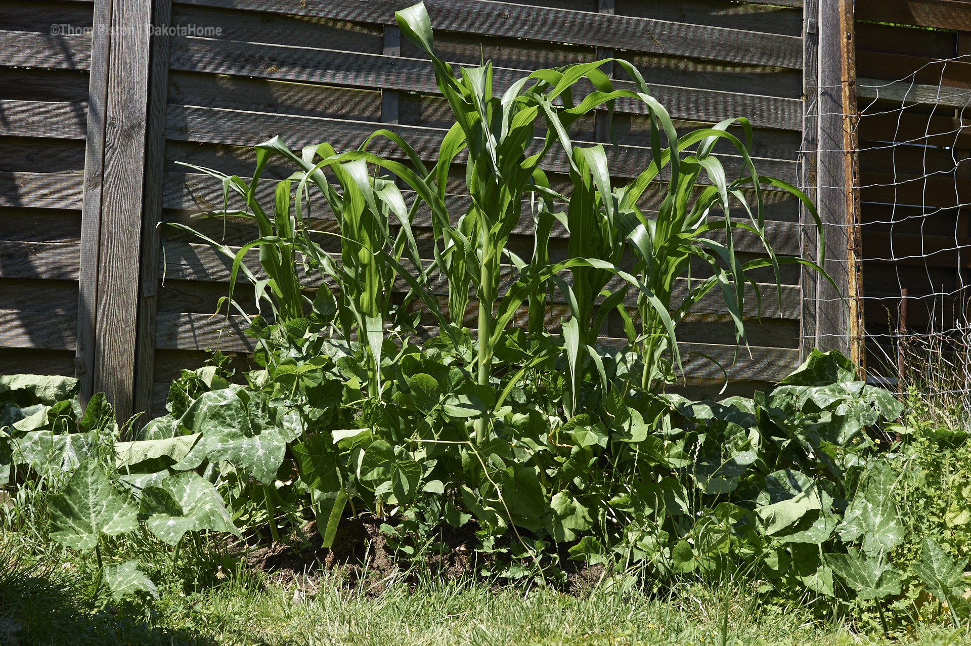 MILPA oder Aztekenbeet mit Mais, Stangenbohnen und Kürbis hinter der Ponderosa