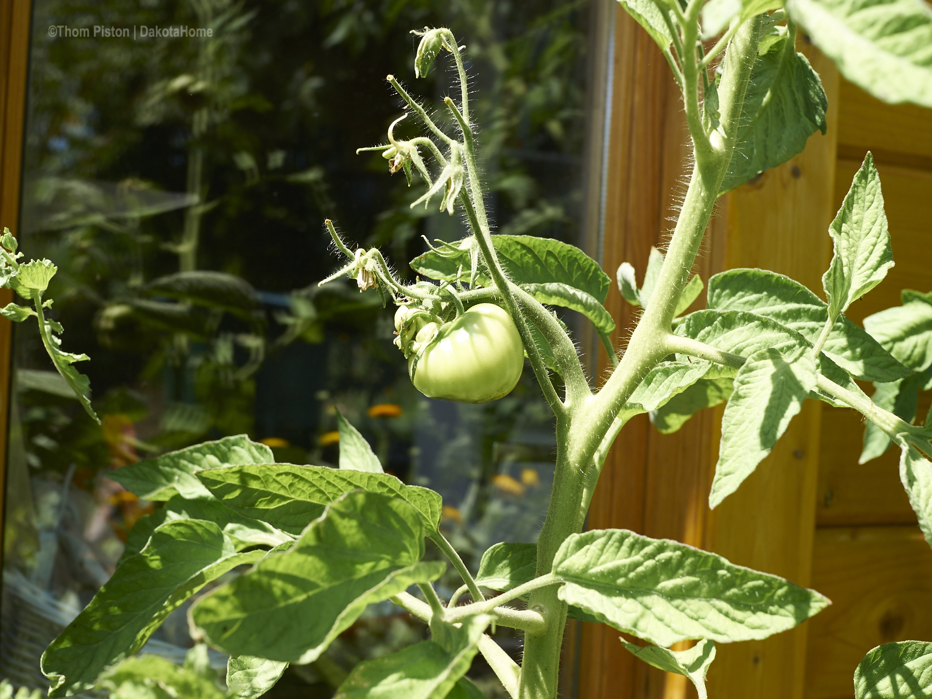 Tomate Brandy Wine am Beet vor der Ponderosa