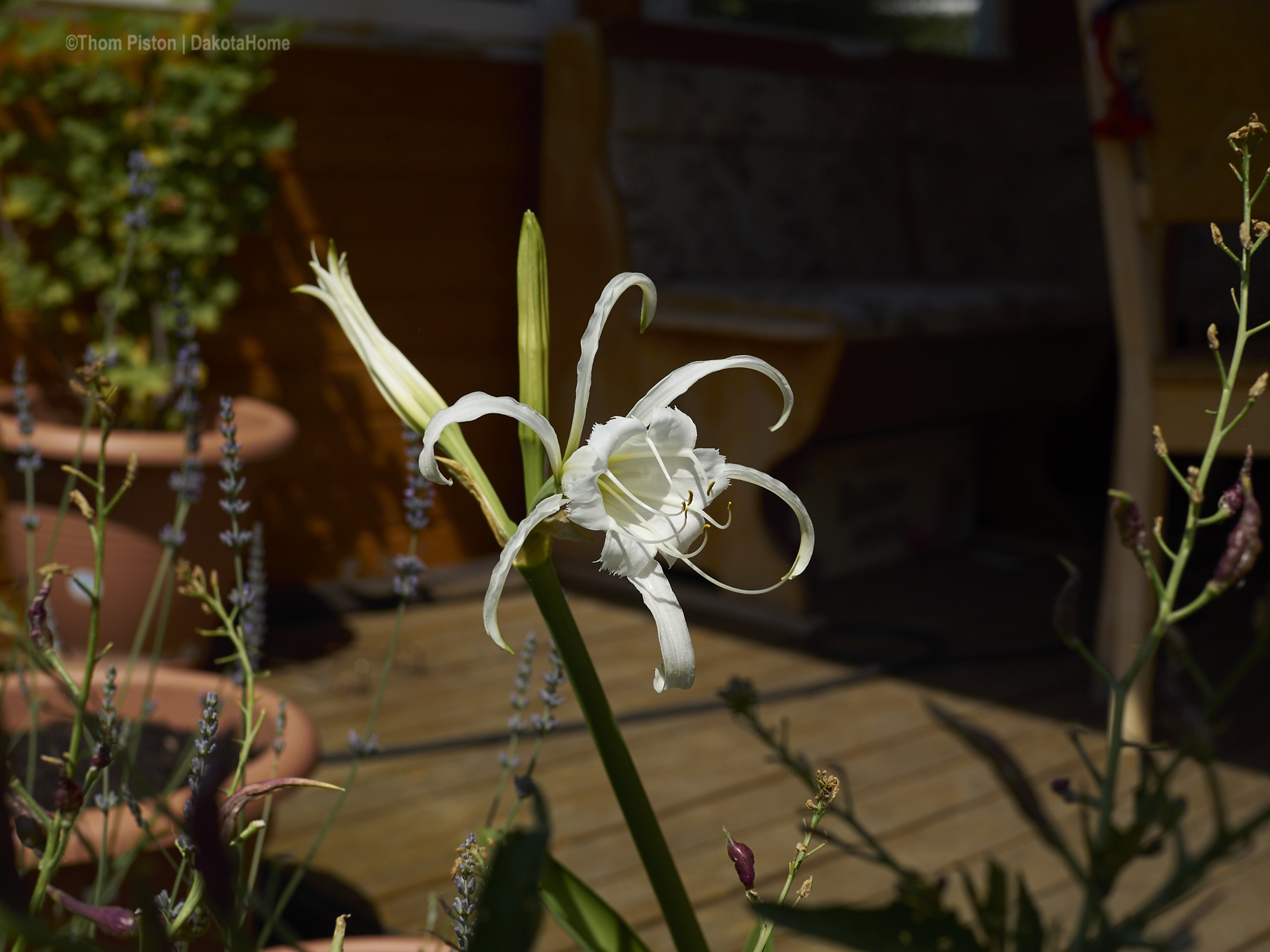 Mitbringsel aus Holland - Lady Ismene an der Ponderosa