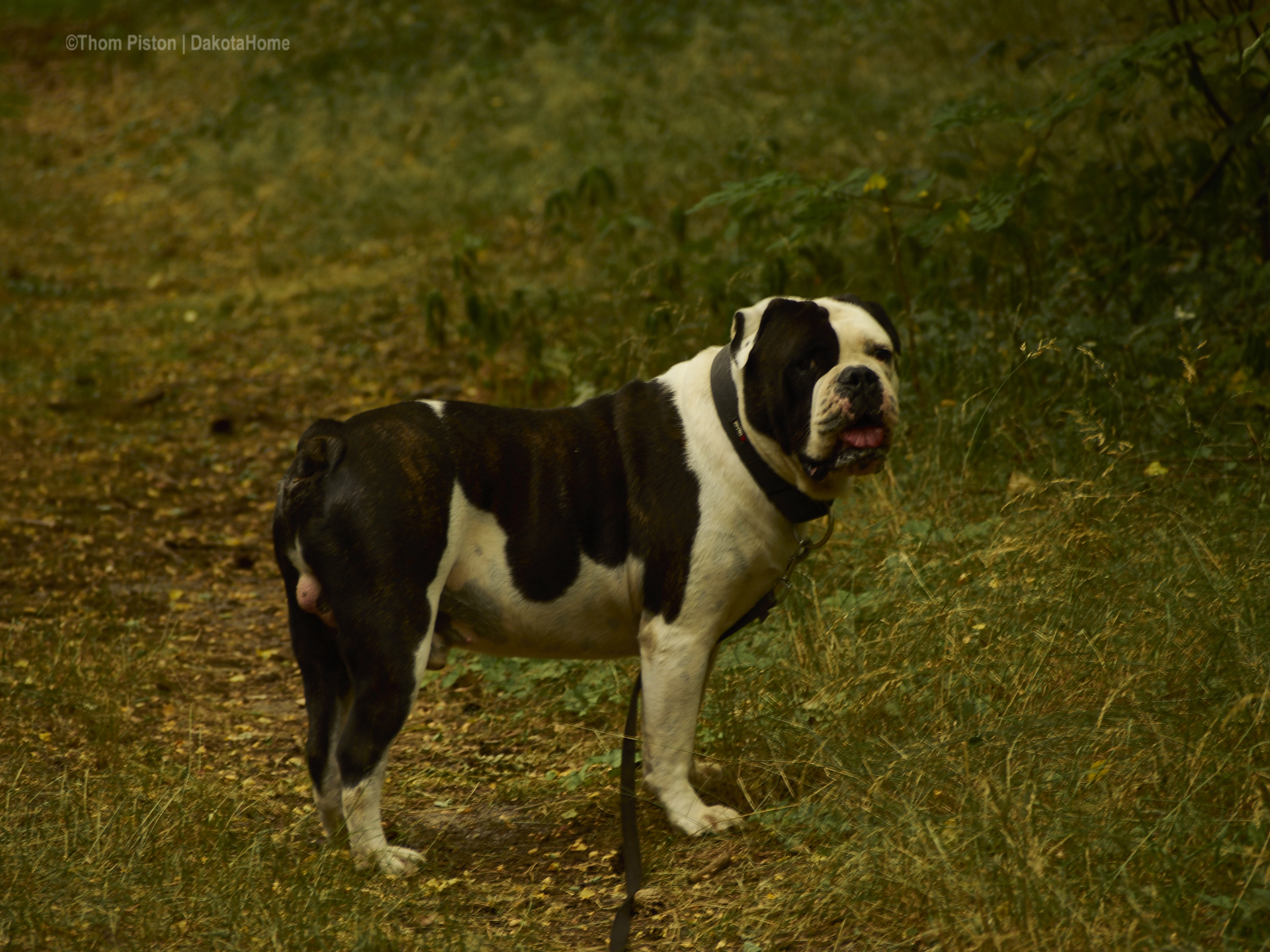 die Bulldogge freut sich endlich wieder etwas auslauf zu haben daher es mal nicht 30 grad sind..