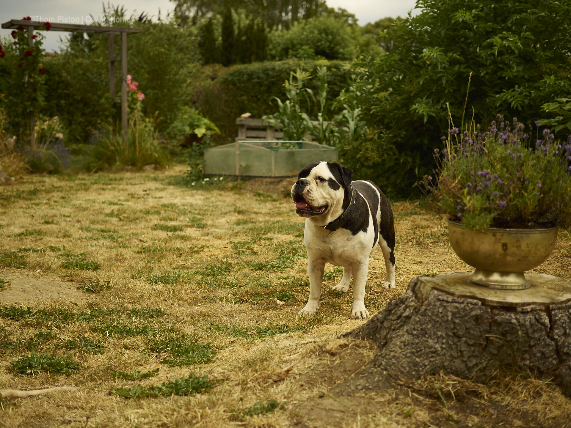 die beste Bulldogge der Welt muss immer ganz genau bescheid wissen..