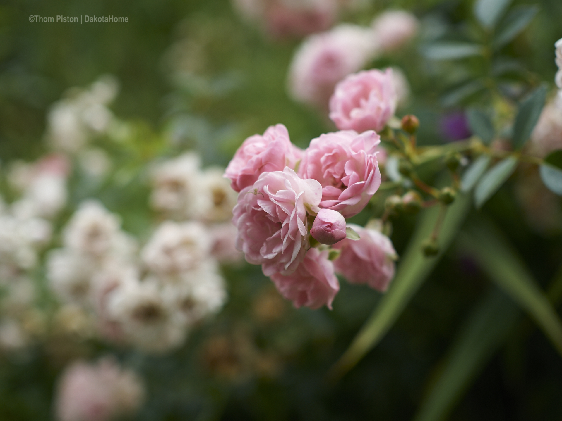 unsere geliebten Rosen..