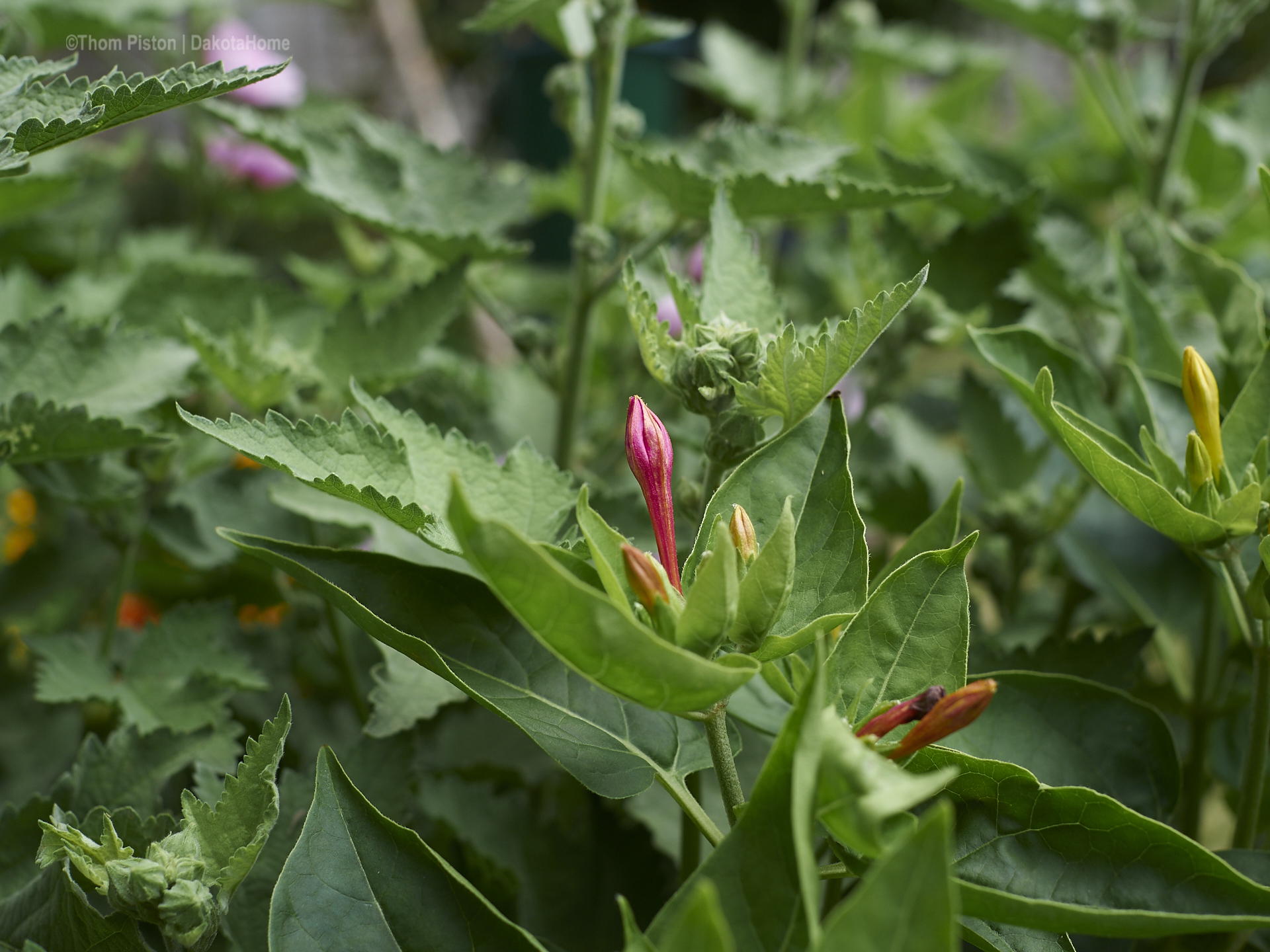 Beet vor der Ponderosa