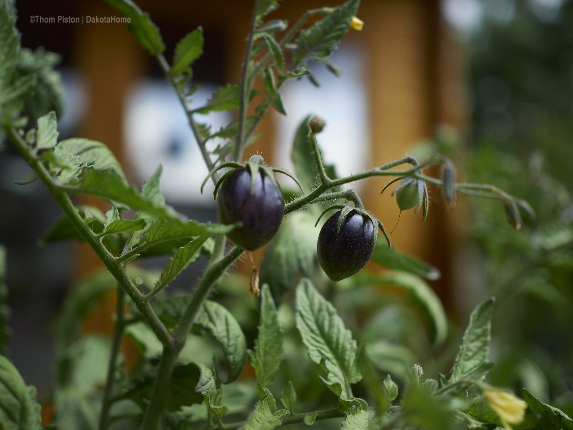 Tomaten..leider knicken ein paar ab bei dem stark Regen