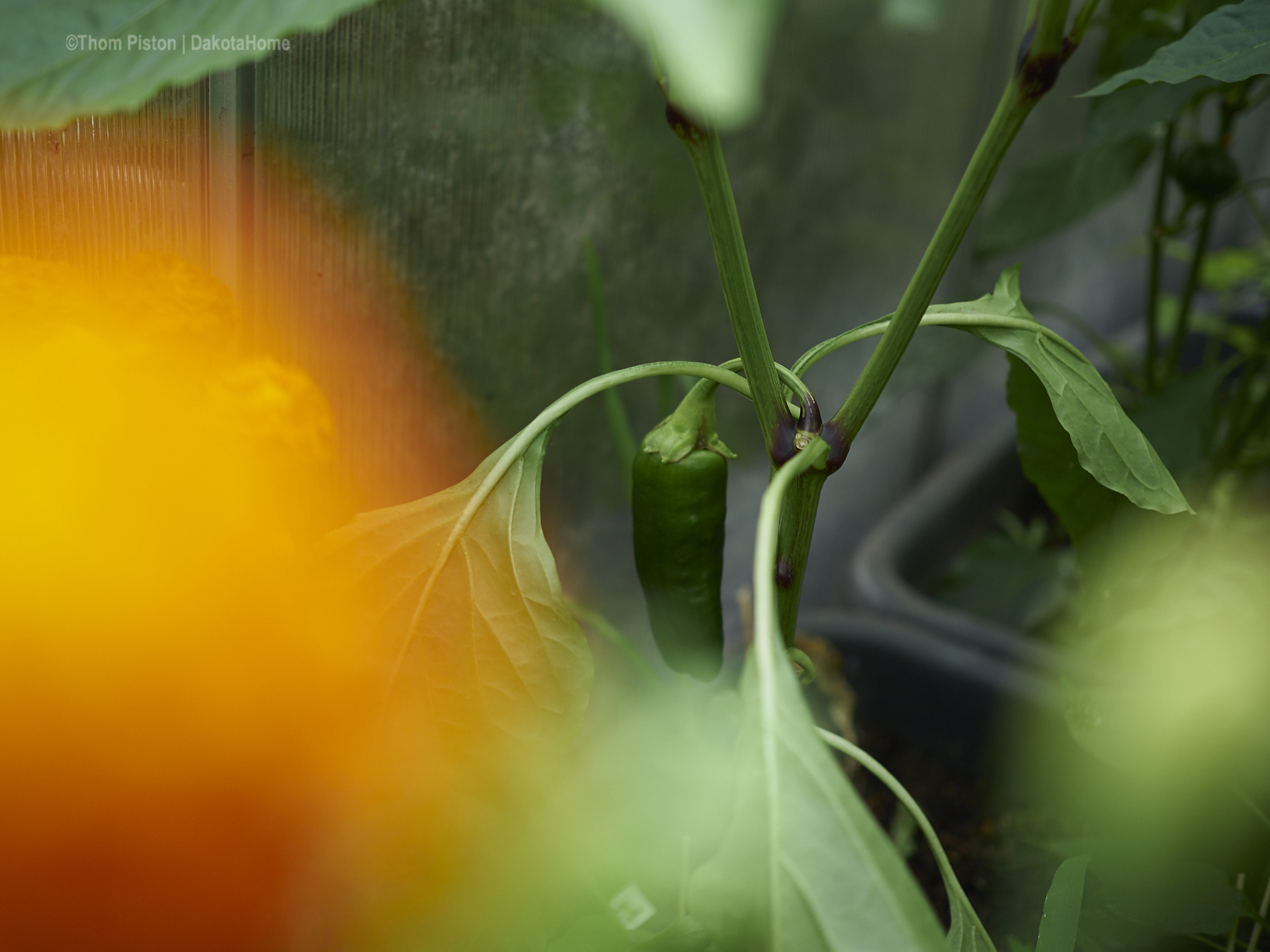 Gewächshaus ma wieder, chillies, Paprika , tomaten..