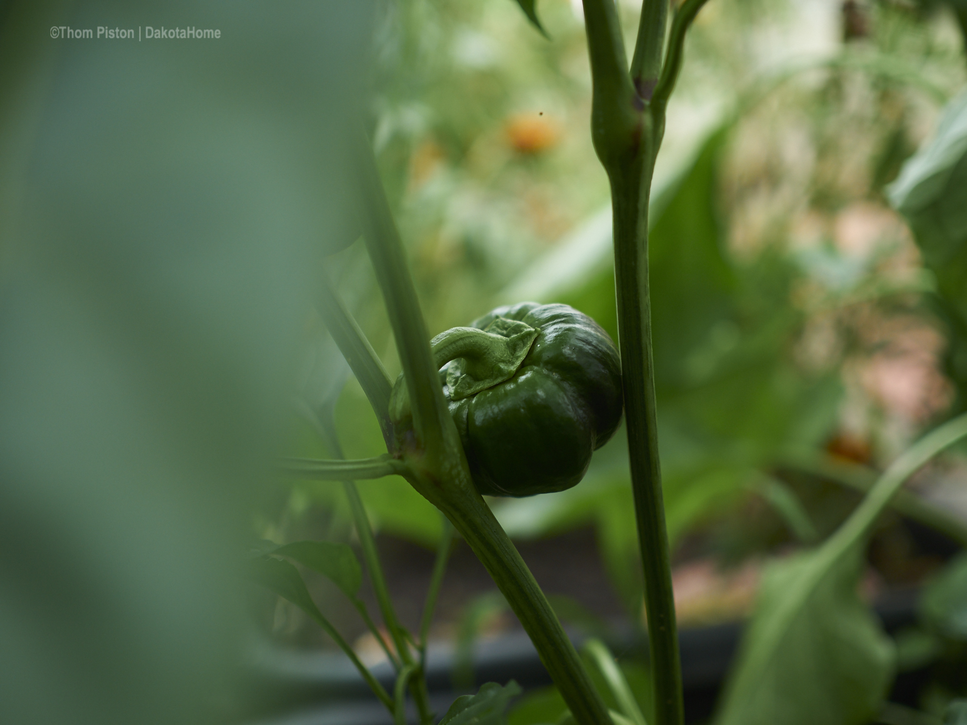 Gewächshaus ma wieder, chillies, Paprika , tomaten..