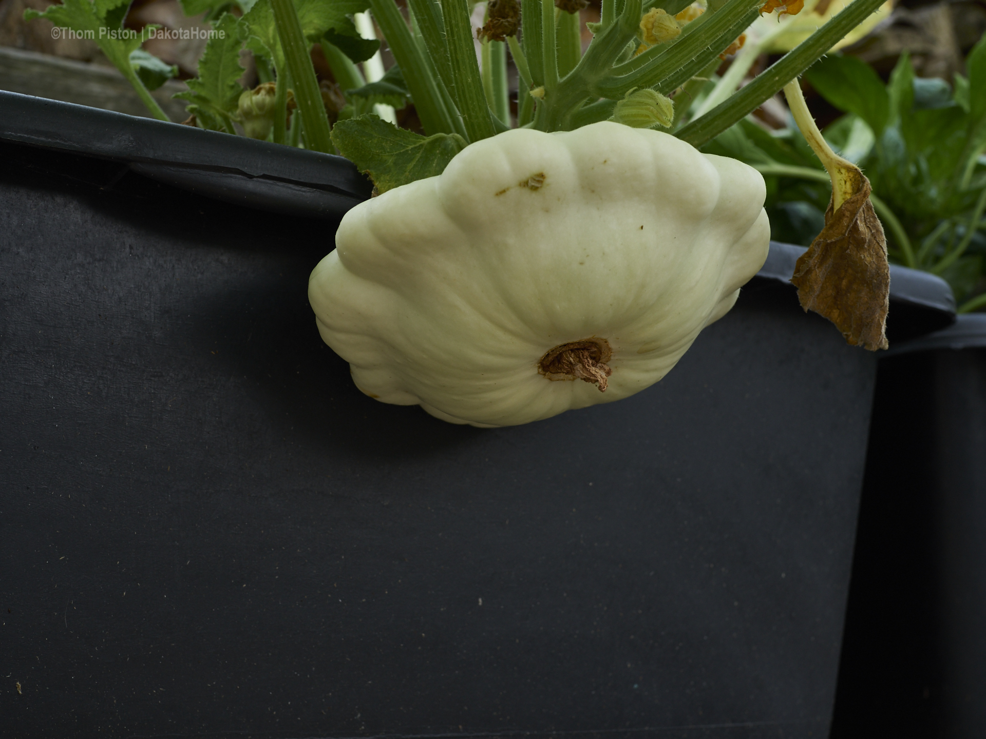 Bilder aus einem Selbstversorger Garten in Brandenburg der letzten 2 Wochen