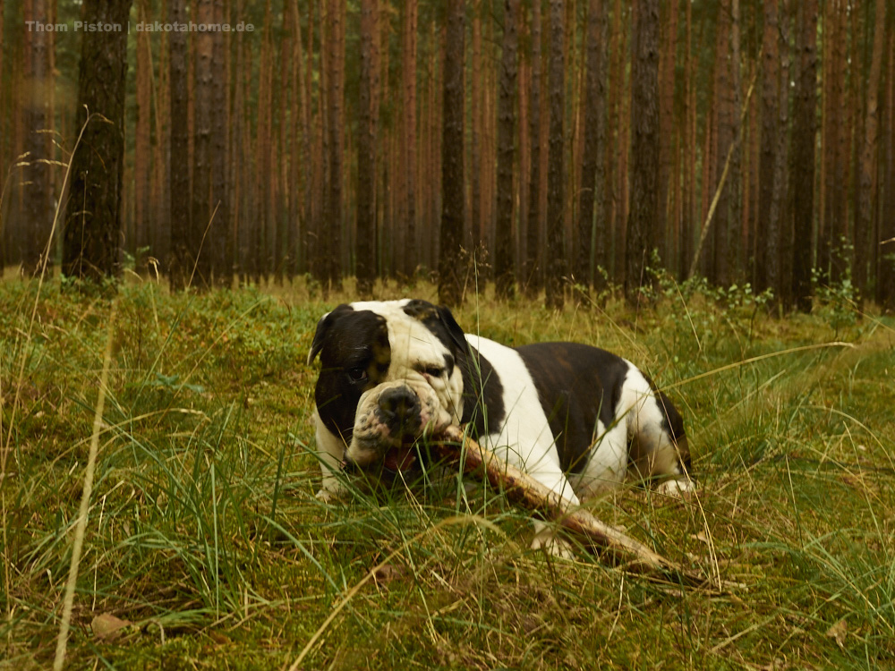 Alwin the greatest old british Bulldog ever 