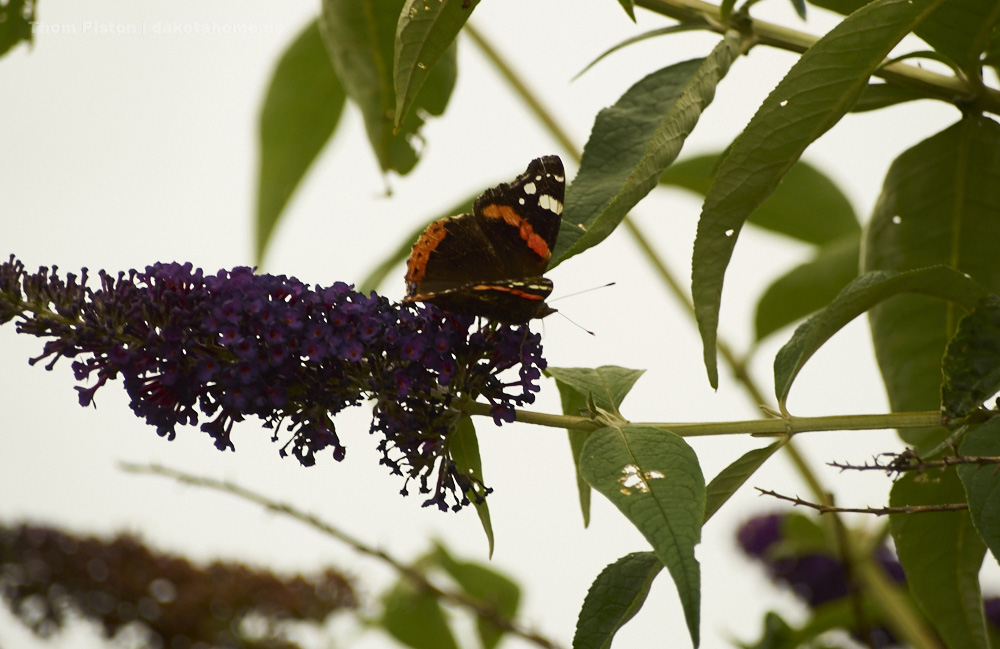 Schmetterlinge...in allen farben