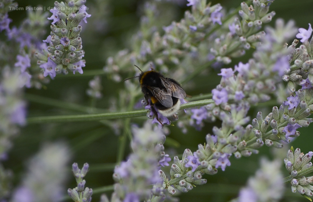 fleissige Bienen