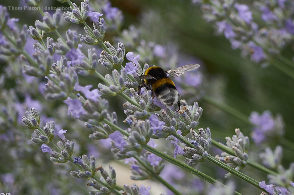Bienen und Lavendel..da gehn sie irgendwie Steil drauf