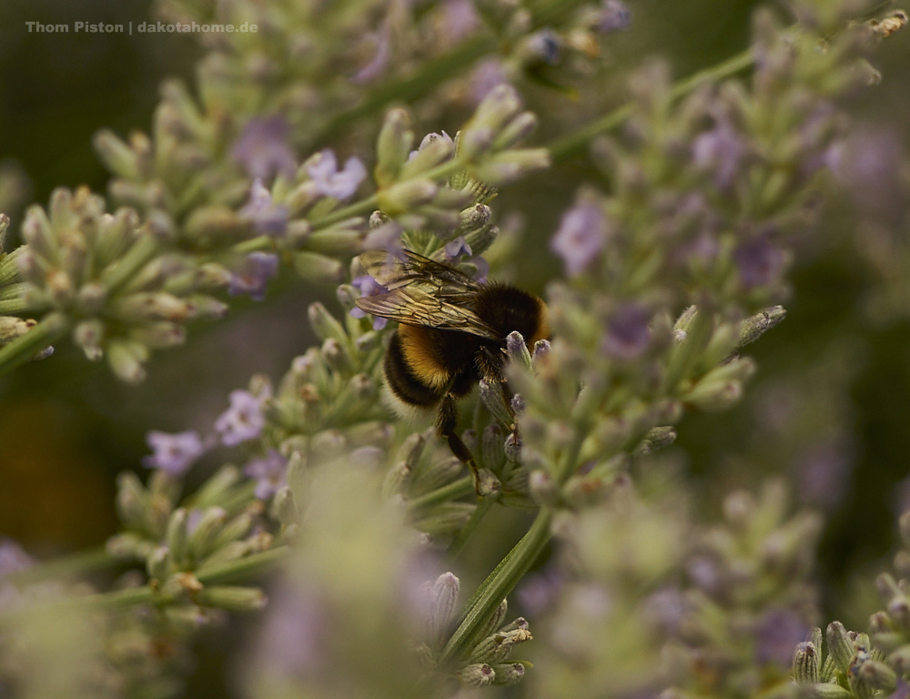 Fleissige Bienen at Dakota Home