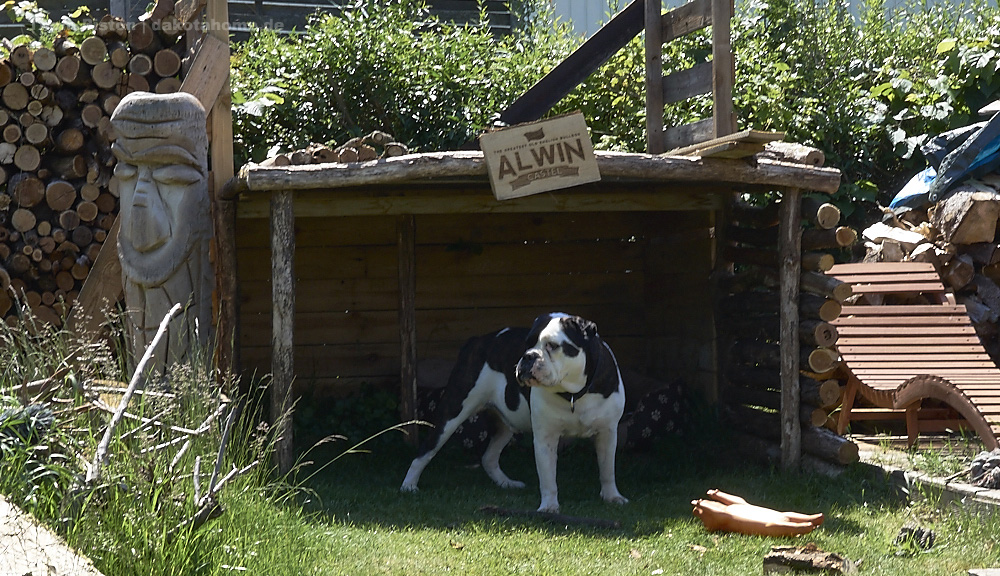 von da aus hat die Bulldogge das Grundstück gut im Blick