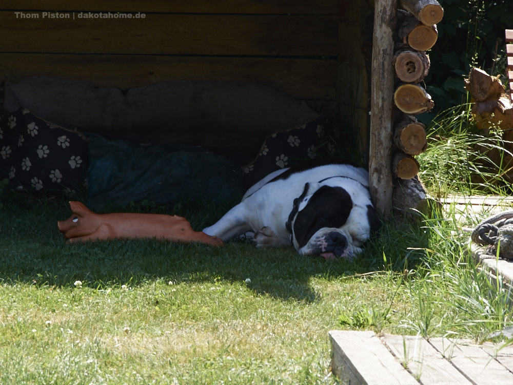 Schlafende Old English Bulldog